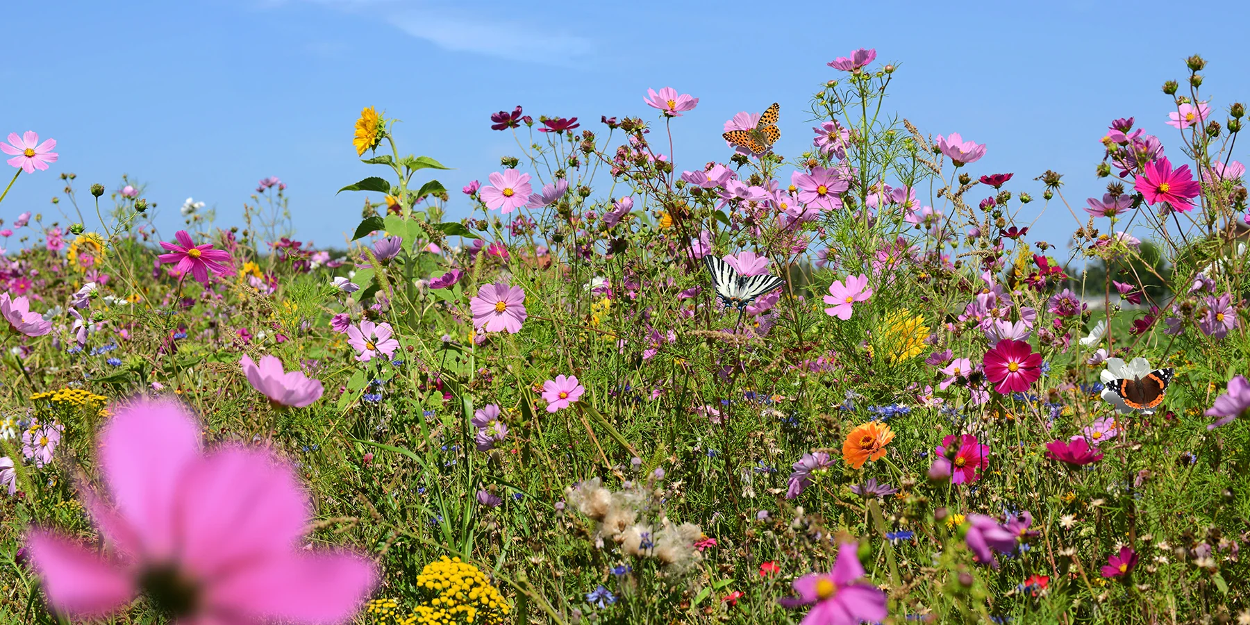 Breng uw tuin tot leven