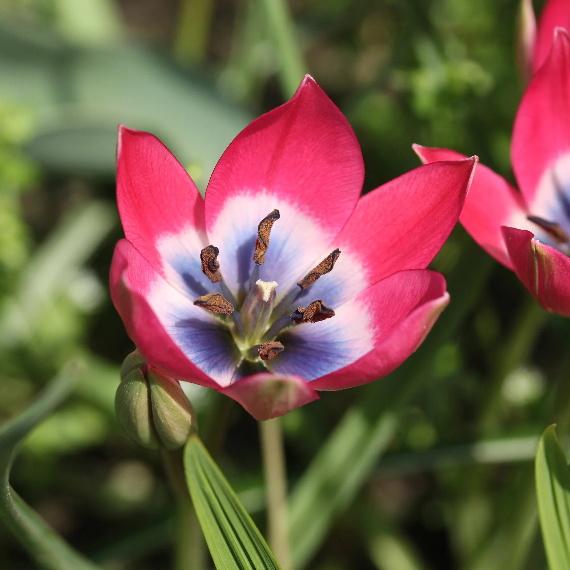 10 Botanische tulpen Little Beauty