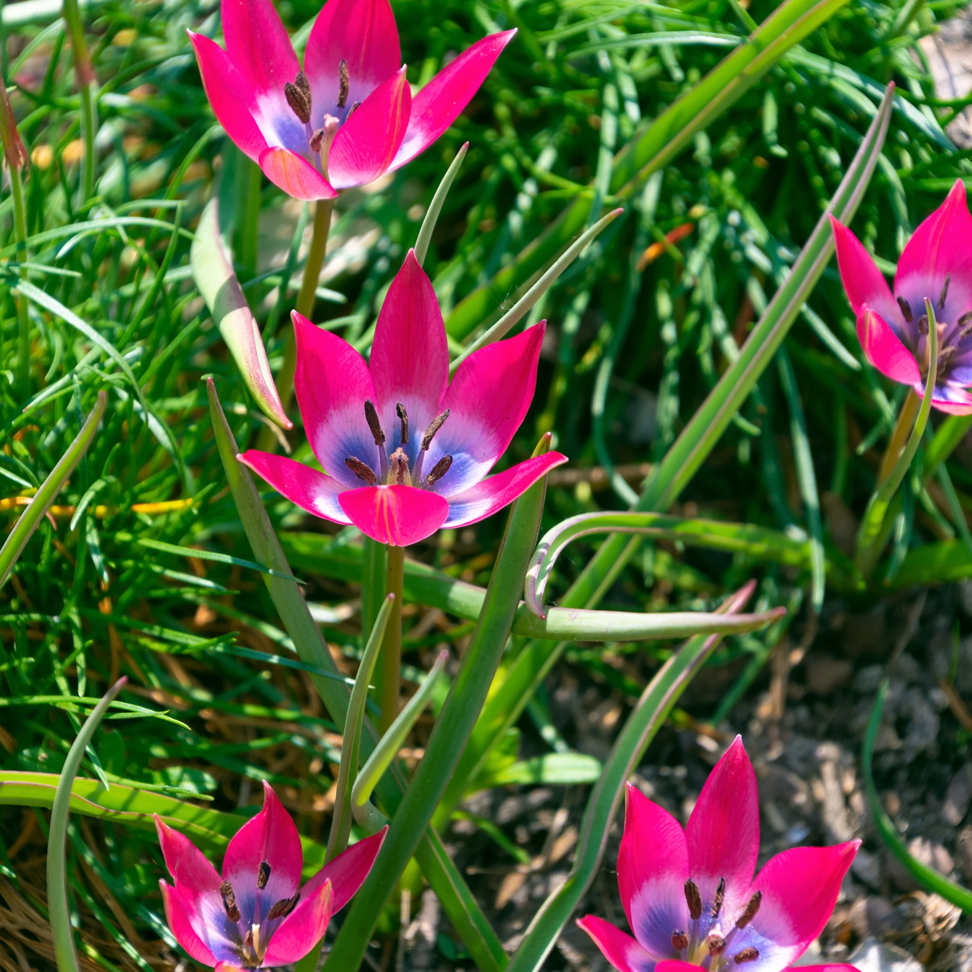 10 Botanische tulpen Little Beauty - Image 3