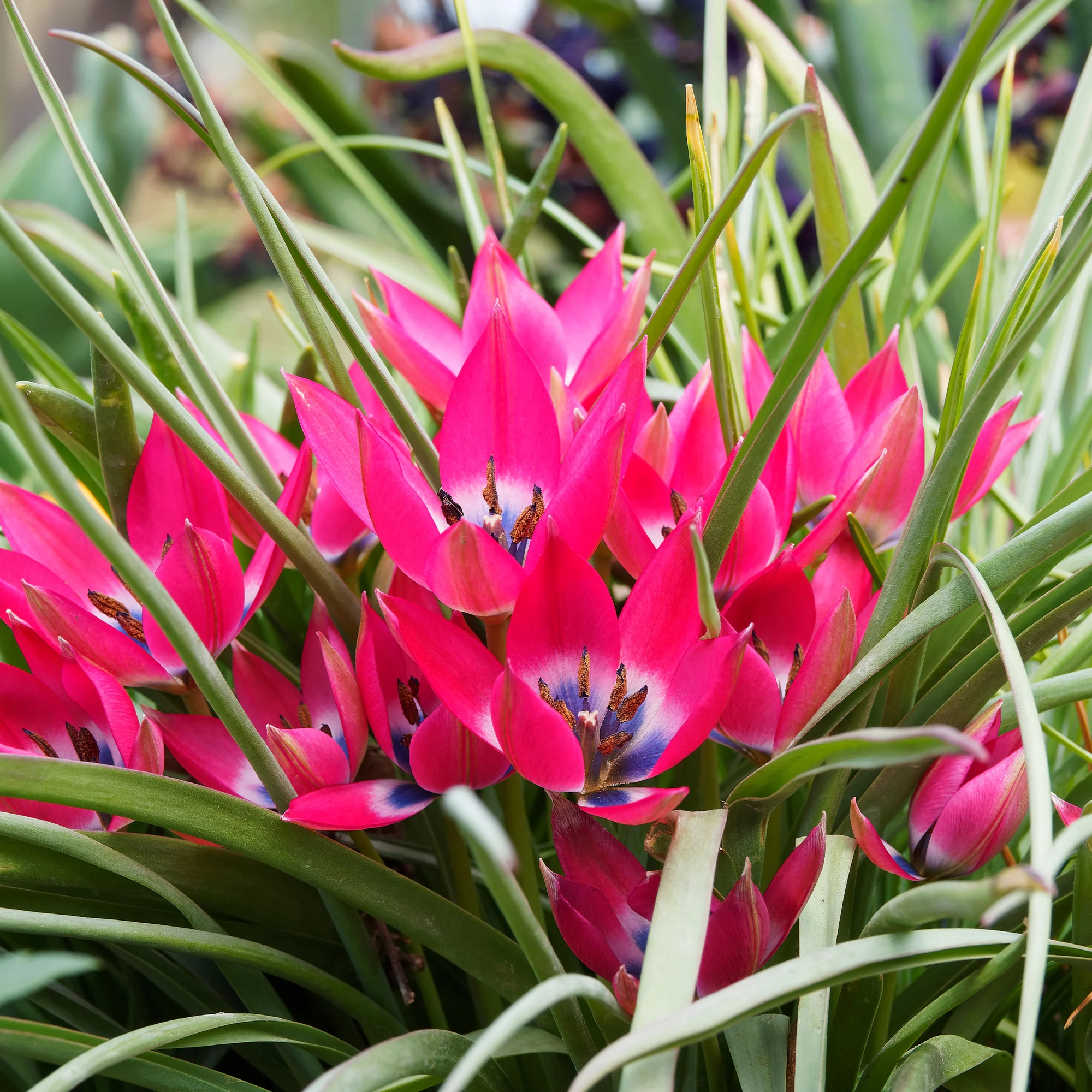 10 Botanische tulpen Little Beauty - Image 4