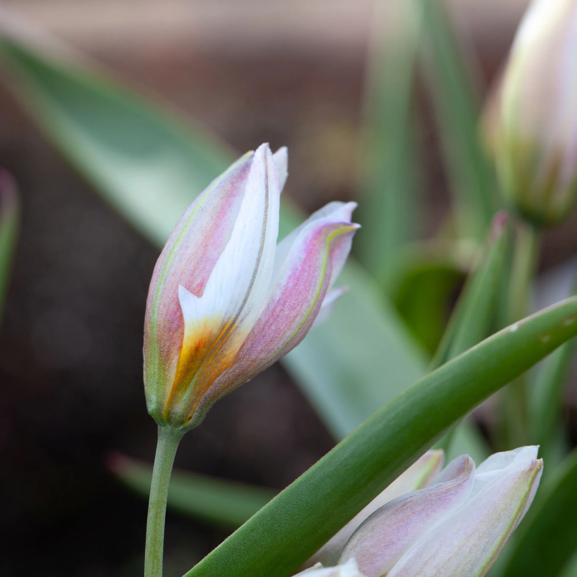 10 Botanische tulpen Polychroma - Image 2