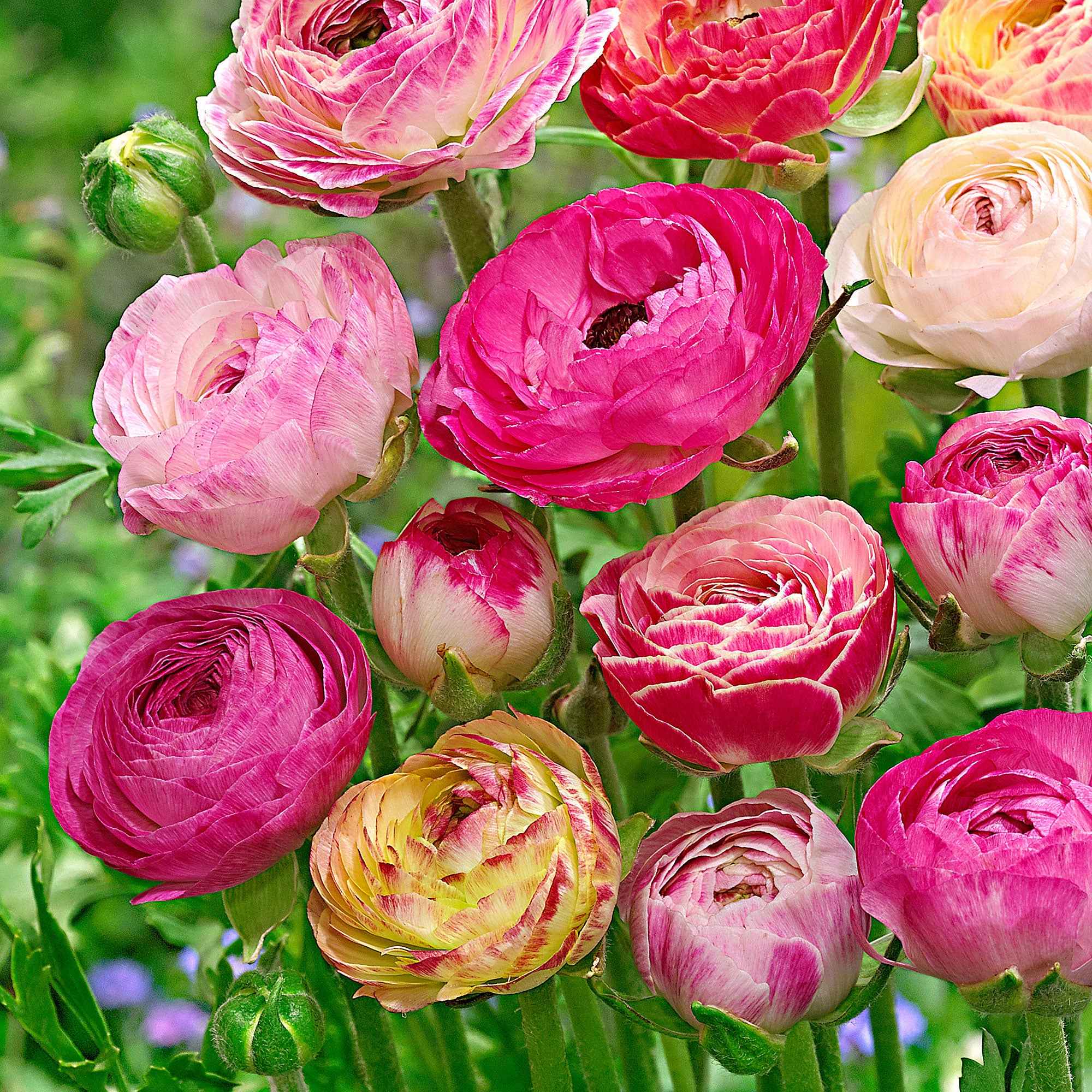 Ranonkel 'Peony Blend' (x15)