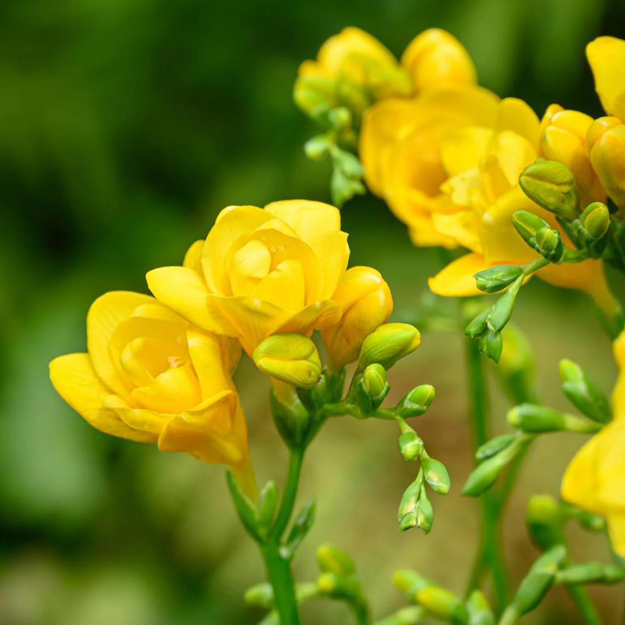 Dubbele gele freesia's (x25)