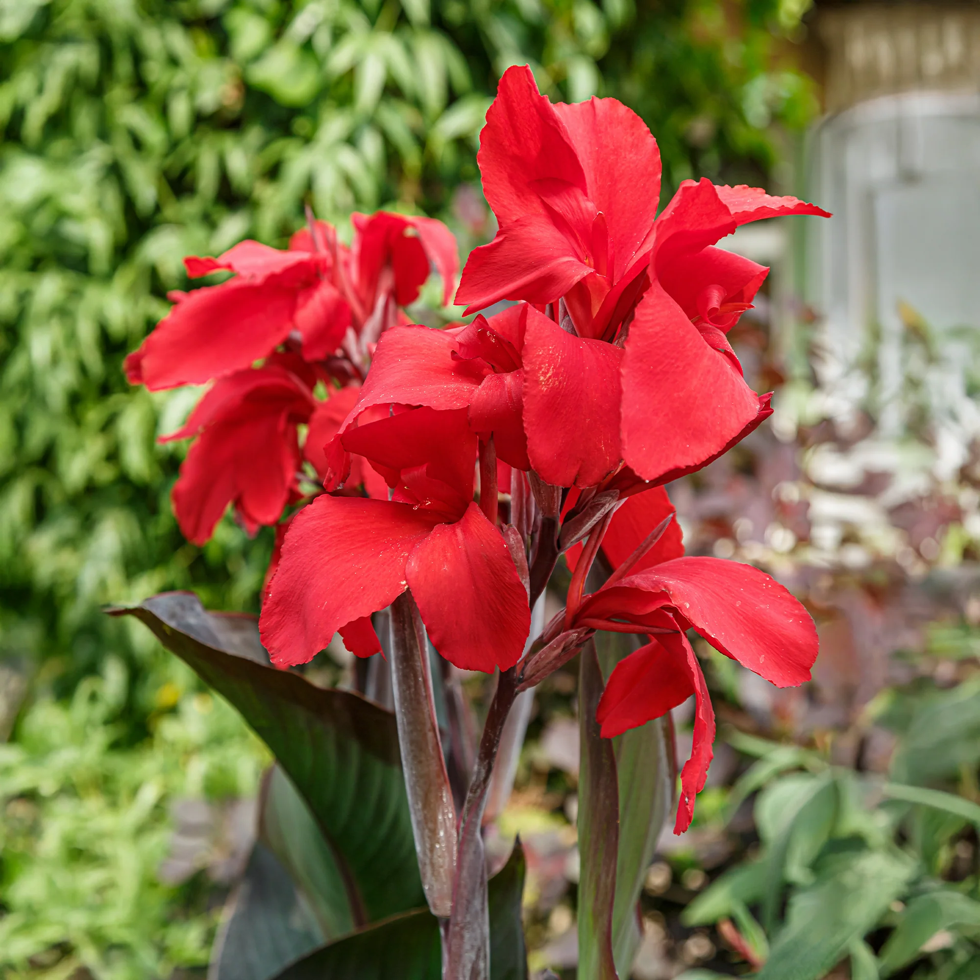 Indisch bloemriet 'Red Futurity' (x2) - Image 3