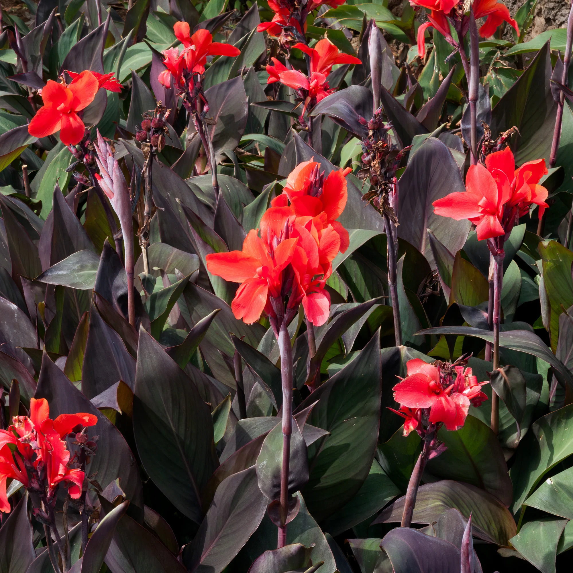 Indisch bloemriet 'Red Futurity' (x2) - Image 4