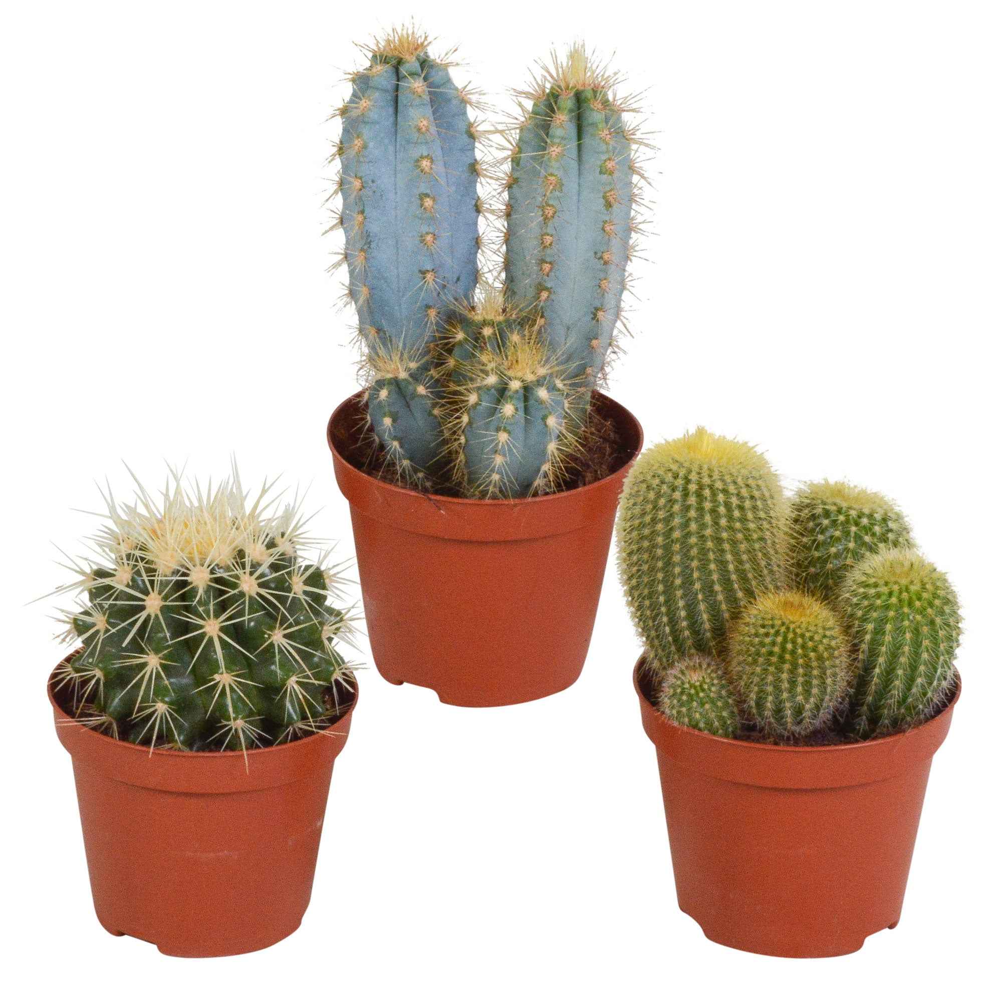 Cactus Mix (x3) - Image 2