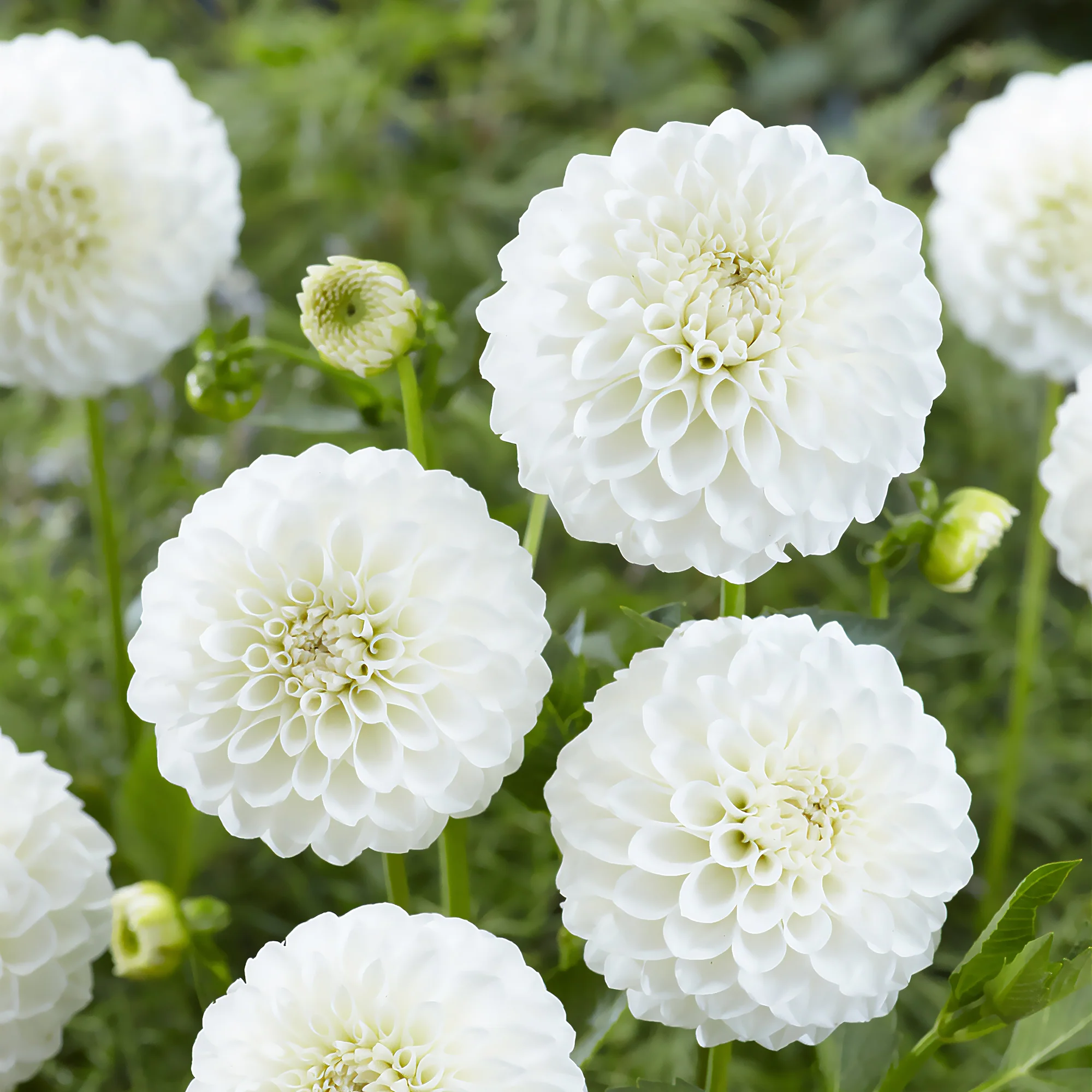 Dahlia's 'Boom Boom White' (x3)