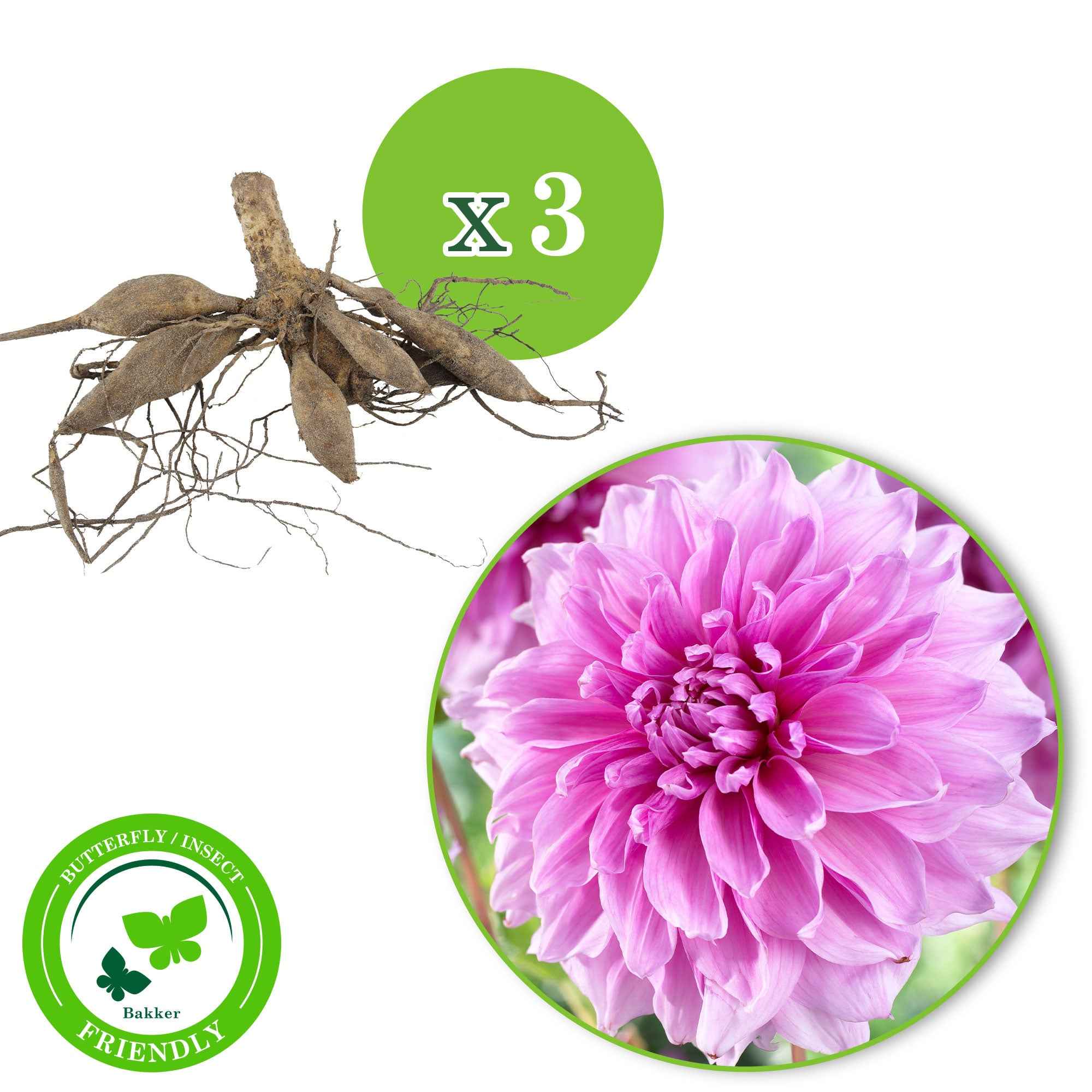 Dahlia 'Lavender Perfection' (x3) - Image 2
