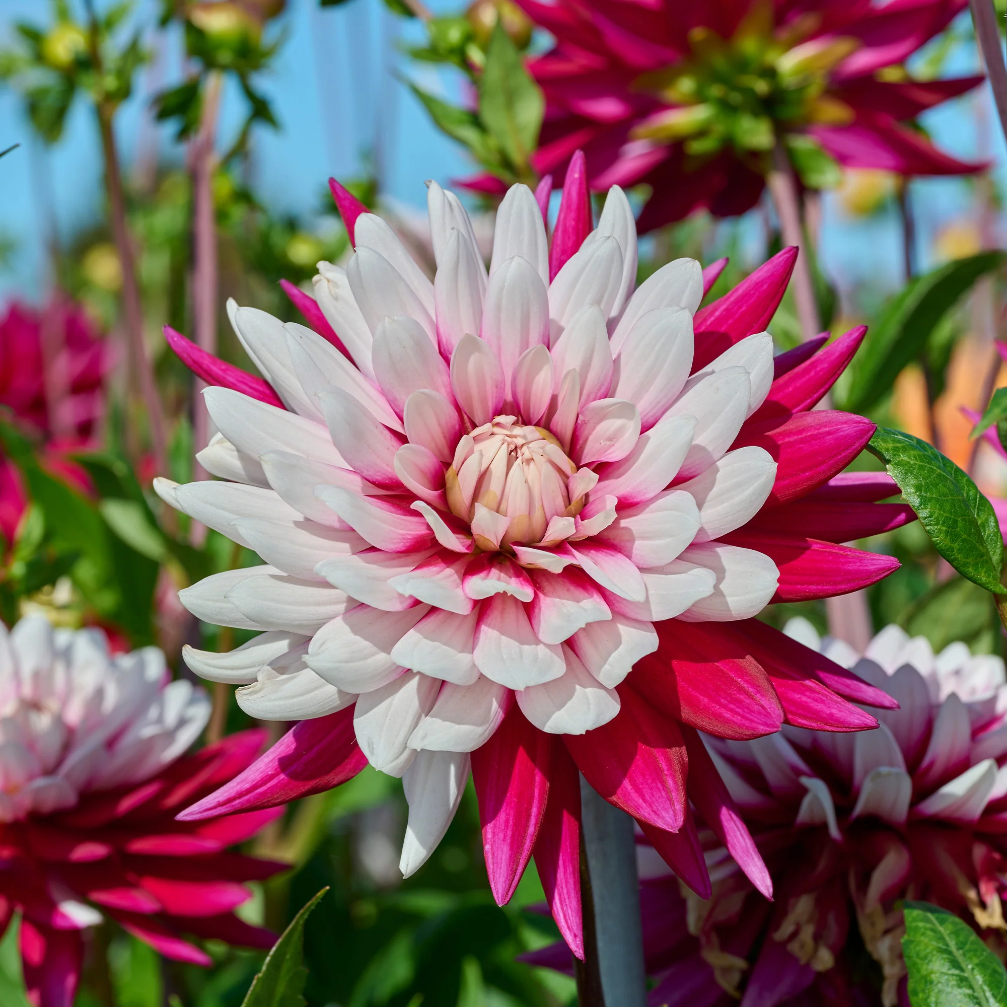 Dahlia 'Rebecca's World' (x3)