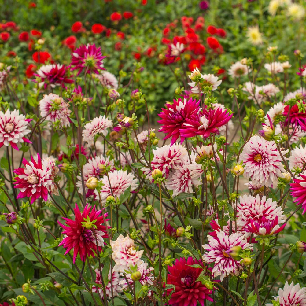 Dahlia 'Rebecca's World' (x3) - Image 2