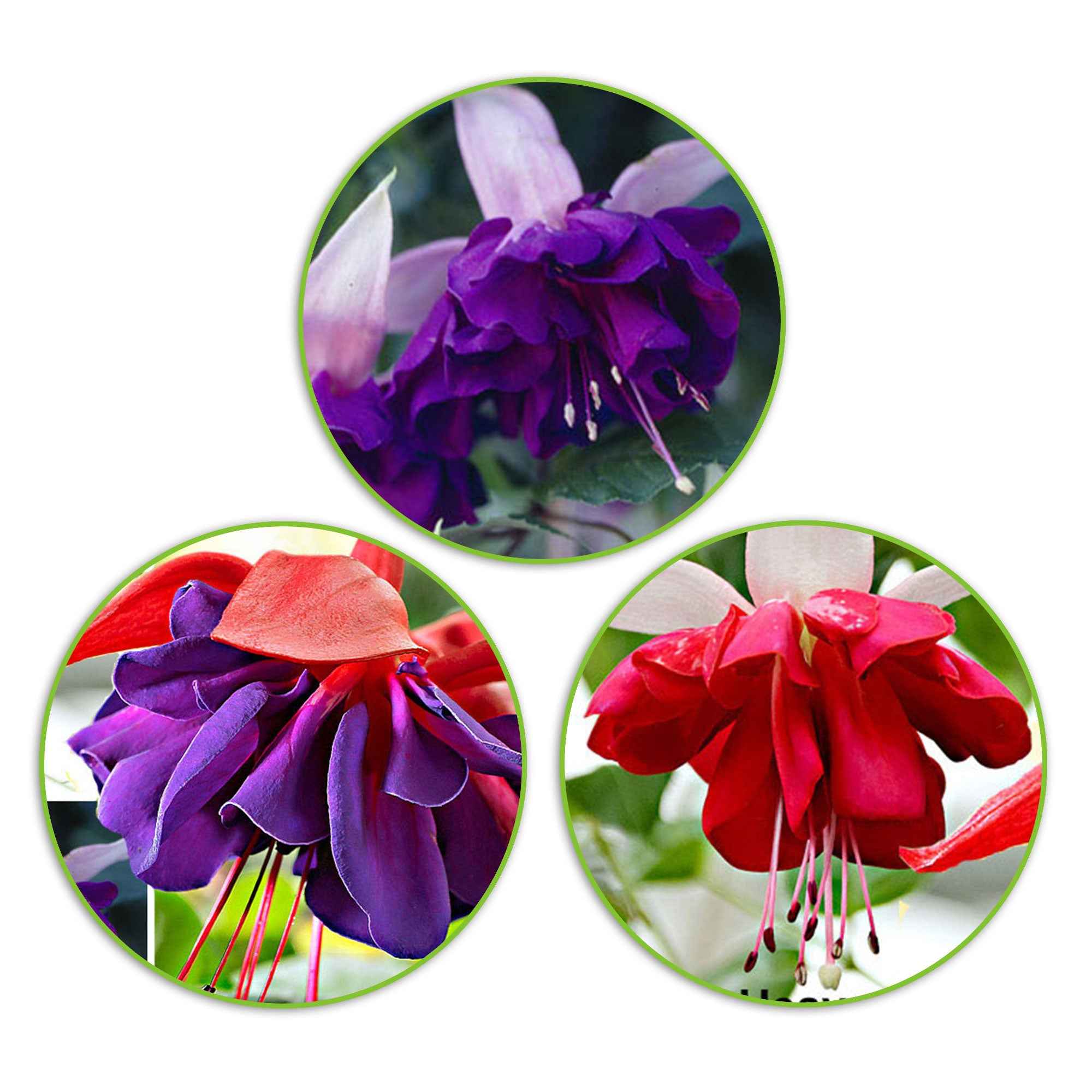Fuchsia - Mix 'Seventh Heaven' + 'Voodoo' + 'Royal Mosaic'paars (x3)