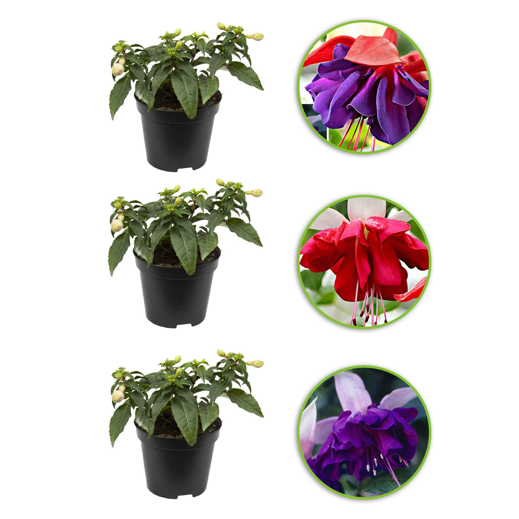 Fuchsia - Mix 'Seventh Heaven' + 'Voodoo' + 'Royal Mosaic'paars (x3) - Image 2