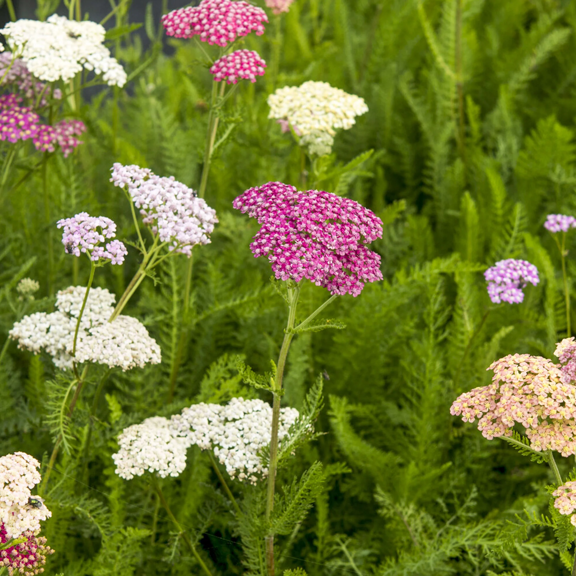 Duizendblad Summer Pastels