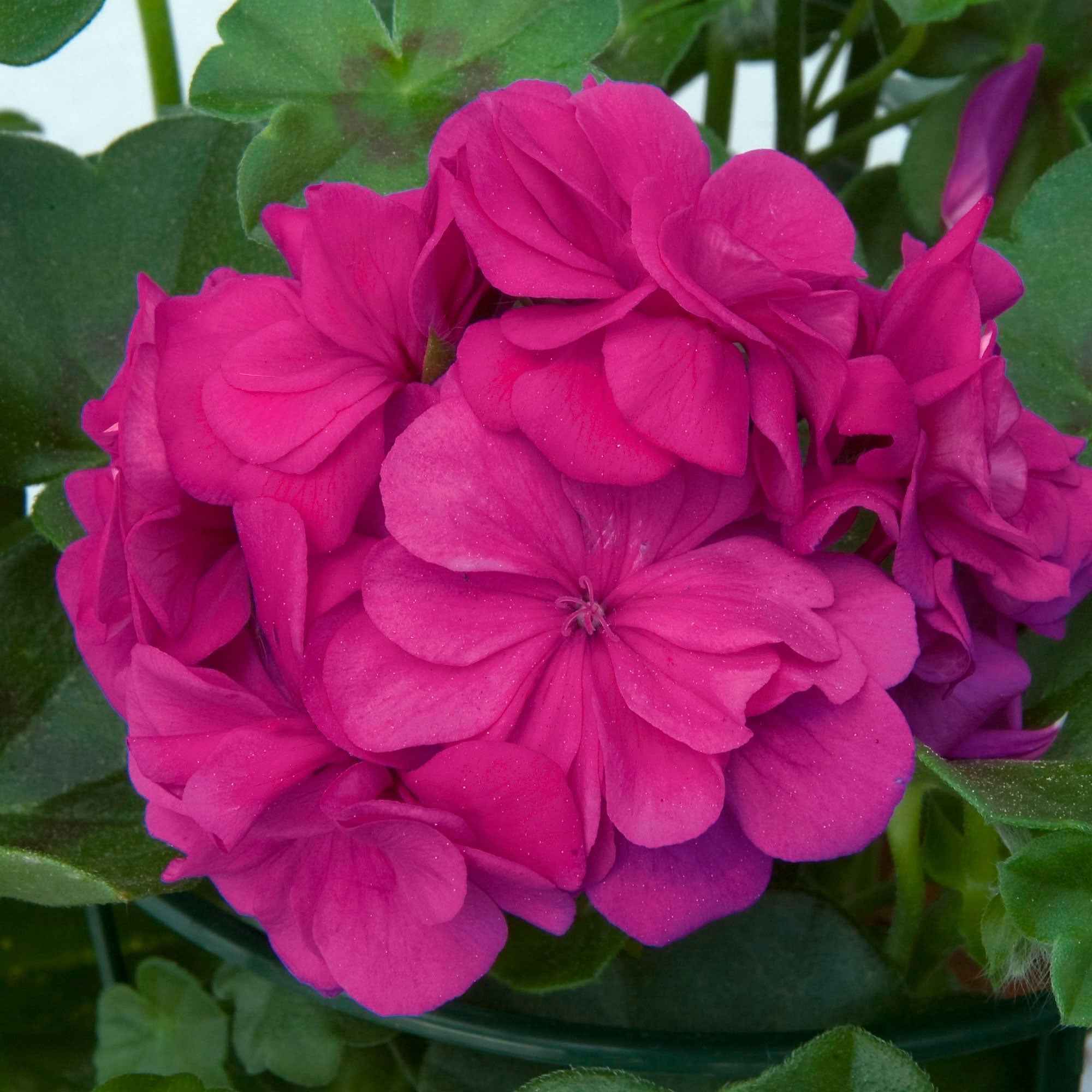 Geranium 'Dark Lilac' (x3) - Image 3
