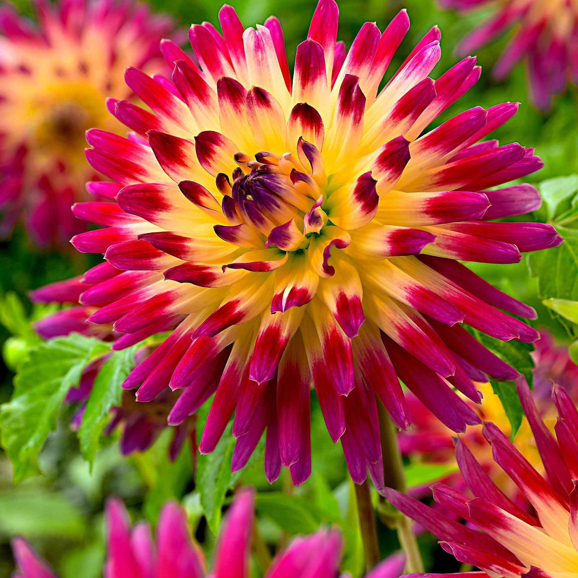 Dahlia 'Tahiti Sunrise' (x3)