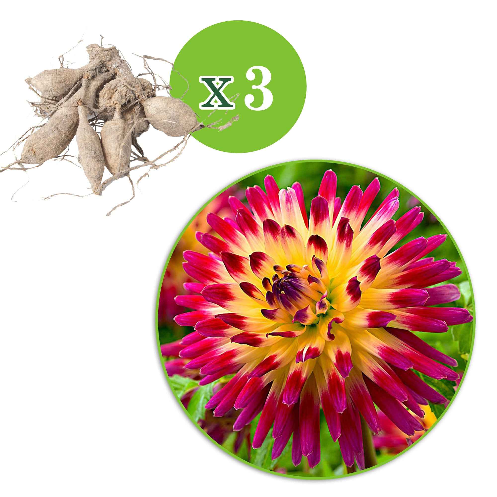 Dahlia 'Tahiti Sunrise' (x3) - Image 2