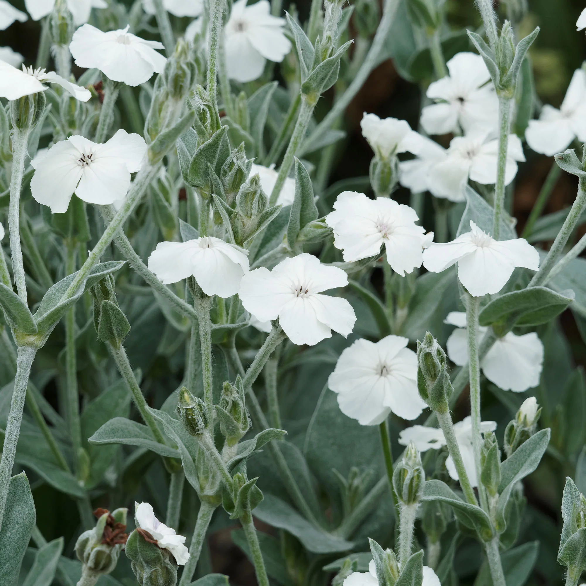 Prikneus Alba - Image 2