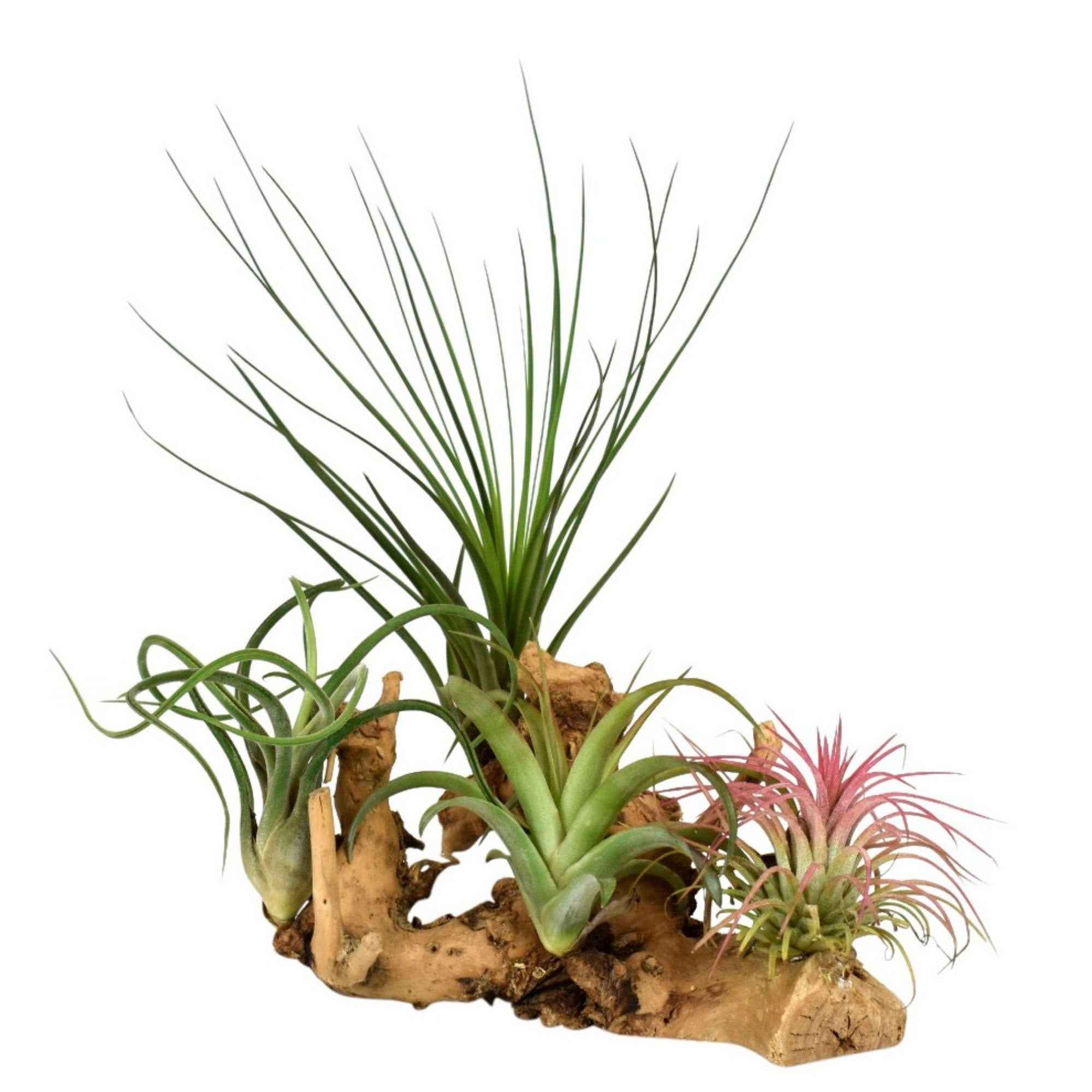 4 Tillandsia's op houtblok