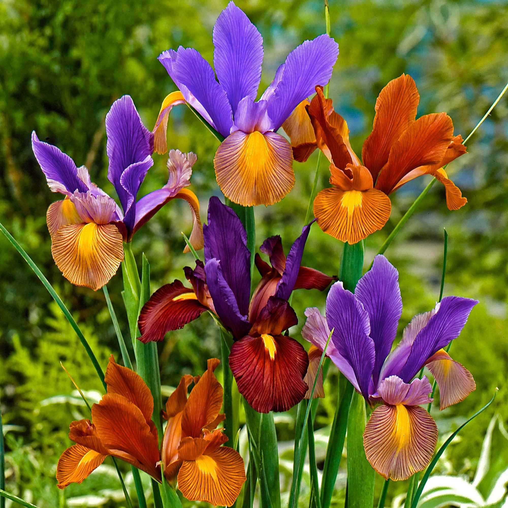 Iris 'Tiger' (x40) - Image 2