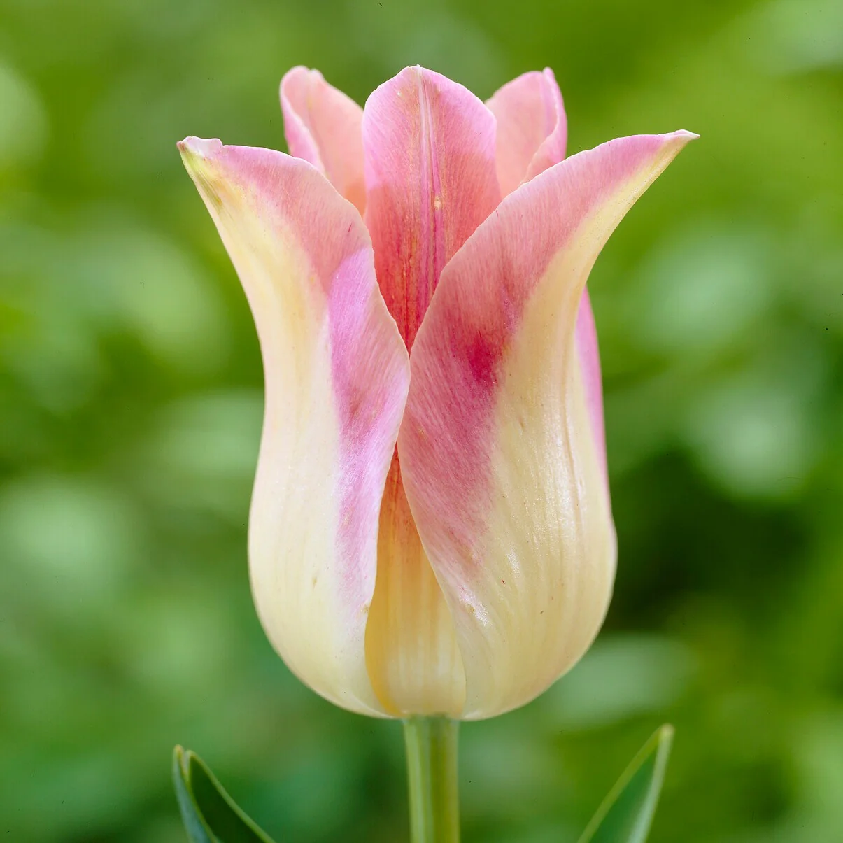 5 Leliebloemige tulpen 'Elegant Lady' - Image 2