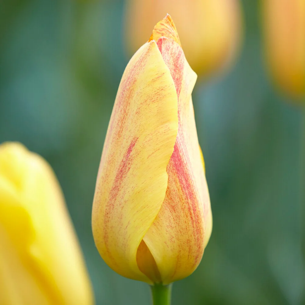 5 Tulpen 'Rhapsody of Smiles' - Image 2