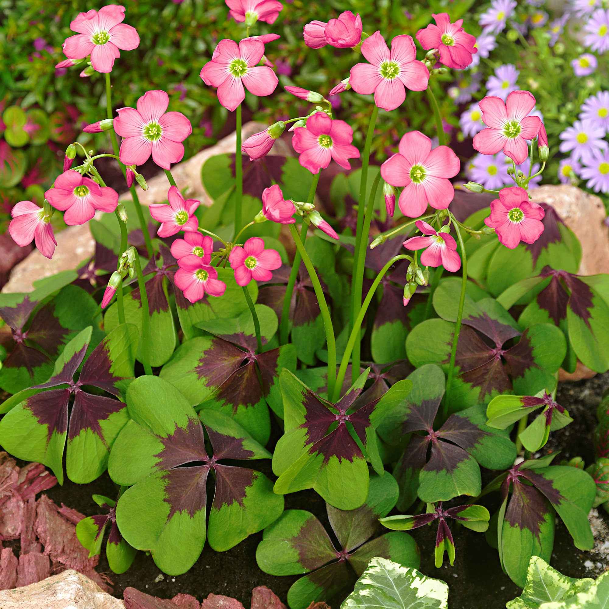 Klaverzuring 'Iron Cross' (x50)