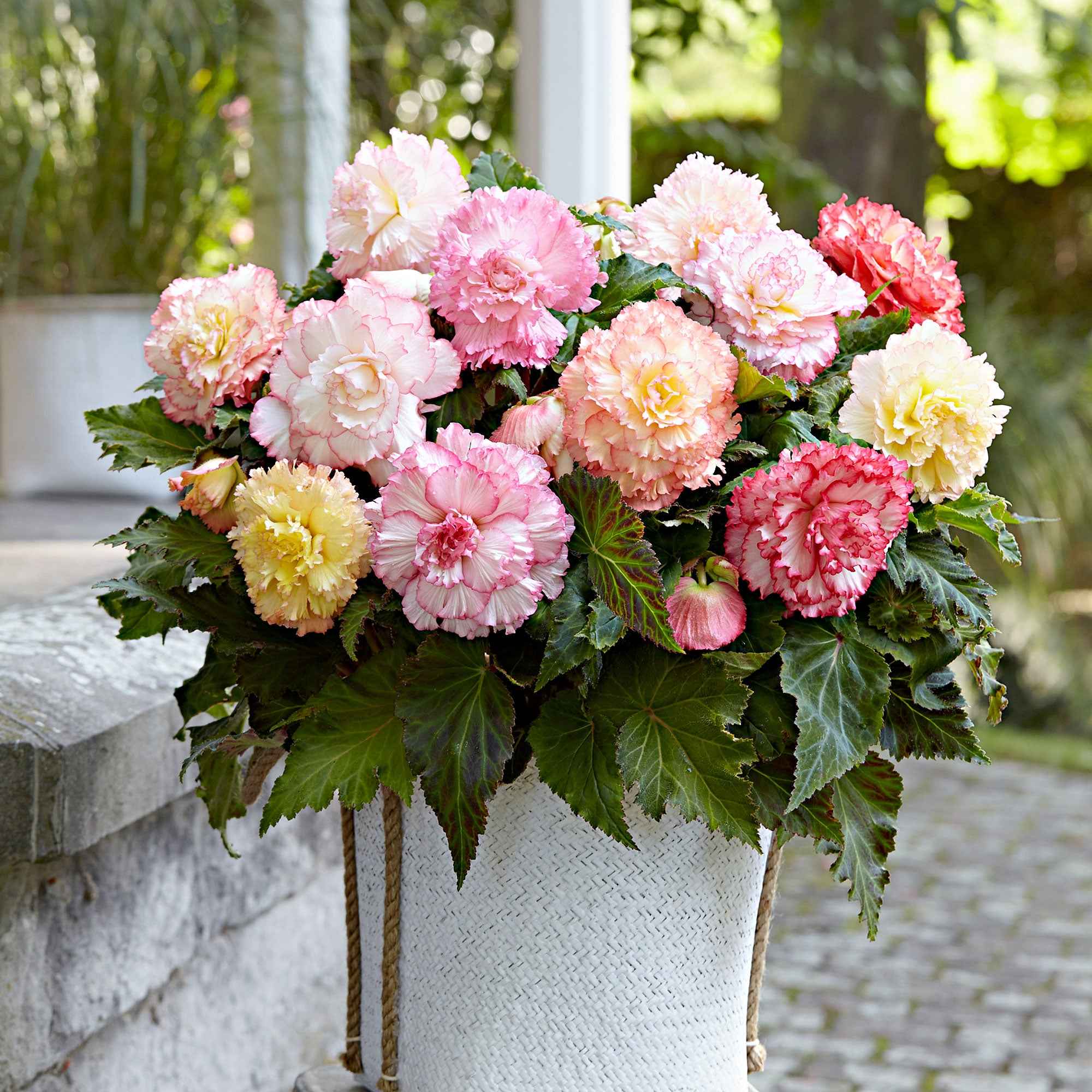 Begonia - Mix 'Samba' (x5) - Image 2