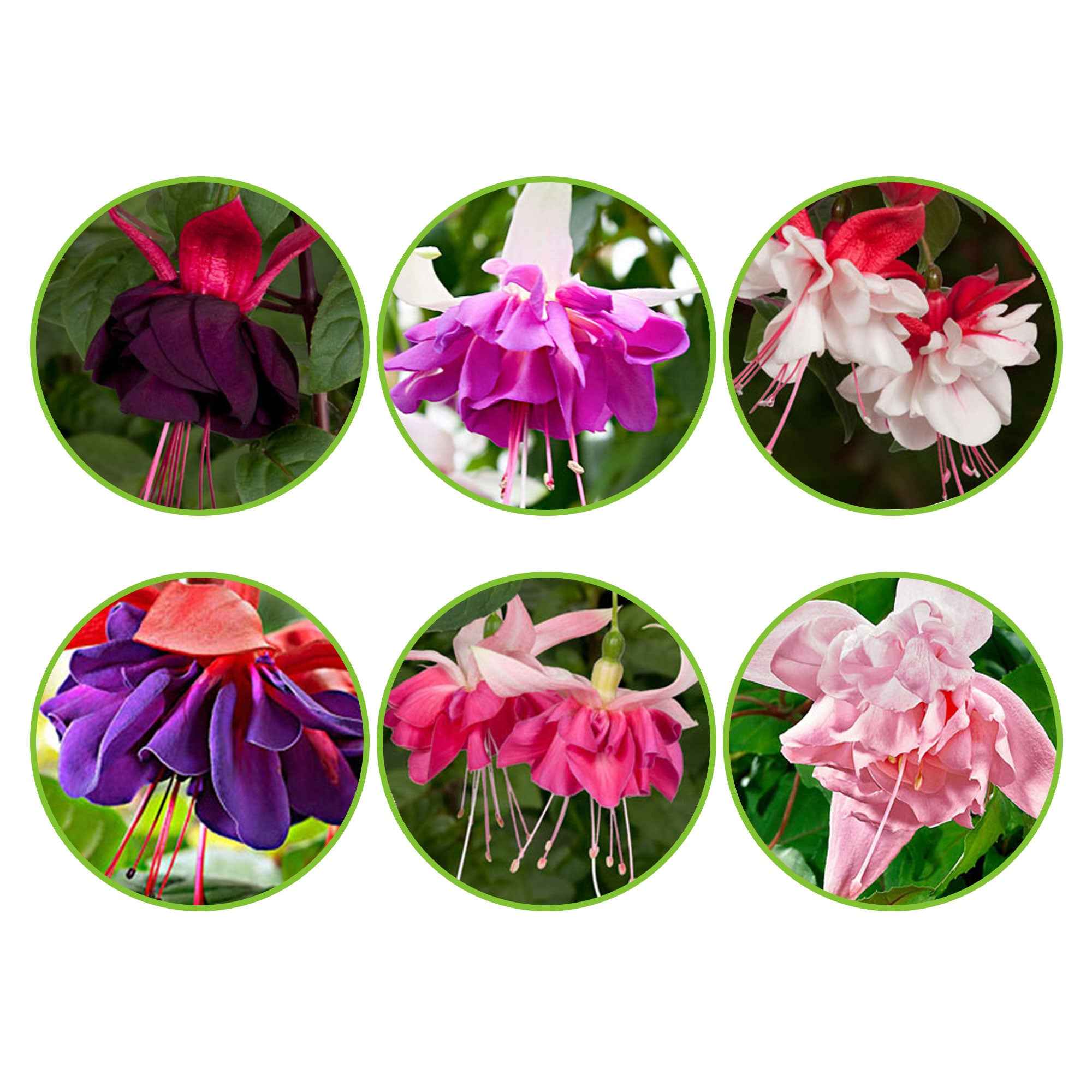 Fuchsia - Mix 'All in One' (x6)