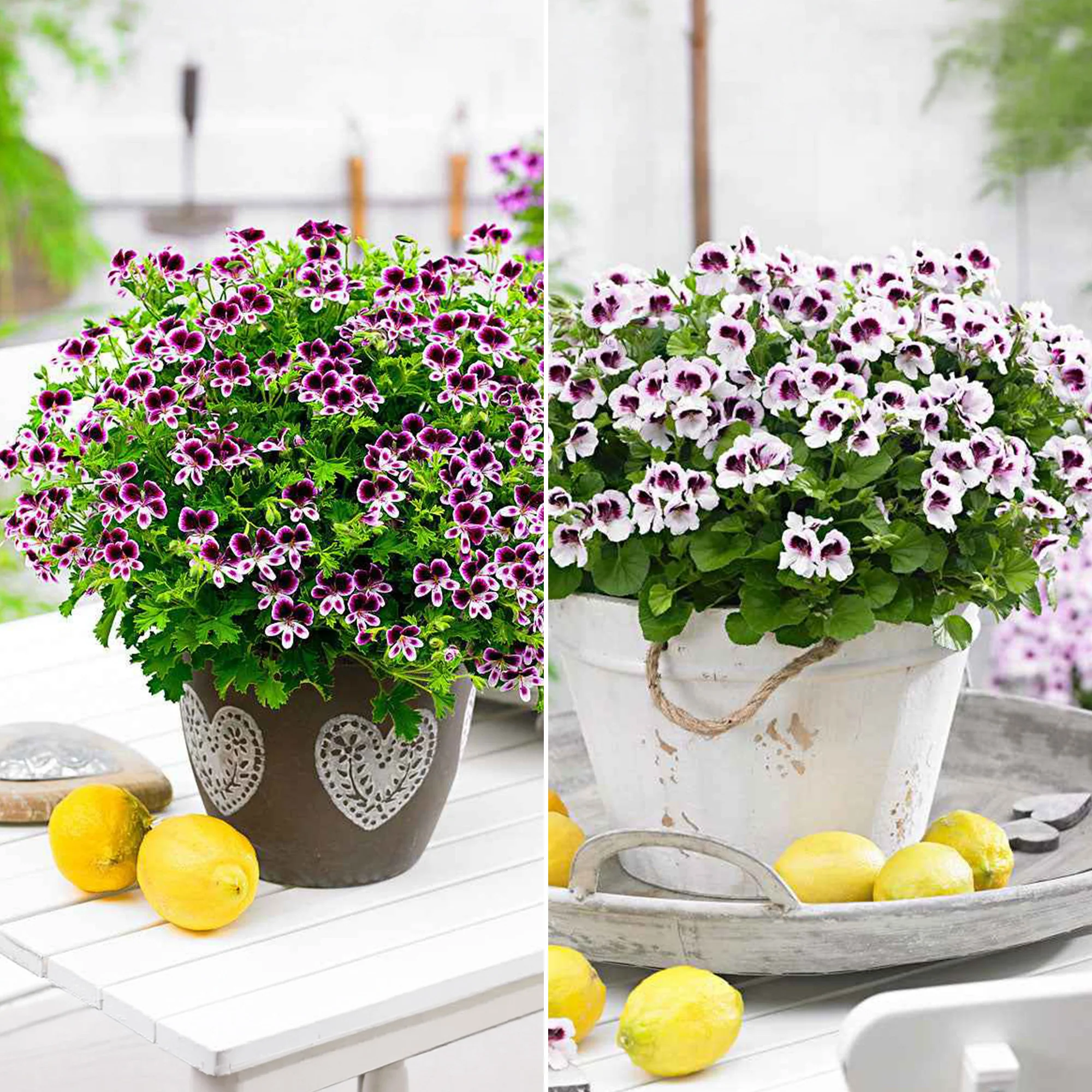 Geranium - Mix 'Mosquitaway Eva' + 'Mosquitaway Lizzy' (x6)