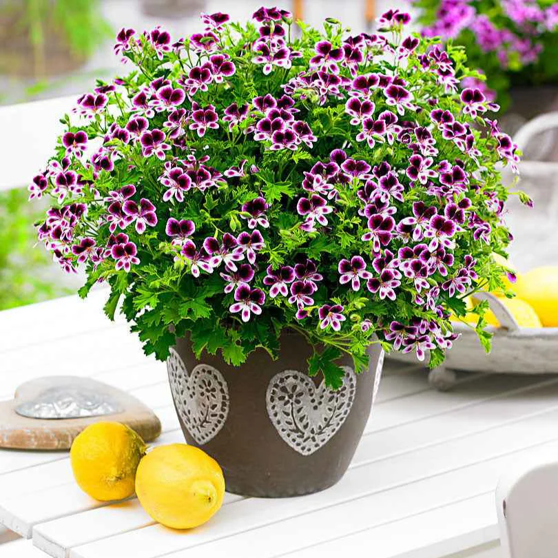 Geranium - Mix 'Mosquitaway Eva' + 'Mosquitaway Lizzy' (x6) - Image 2