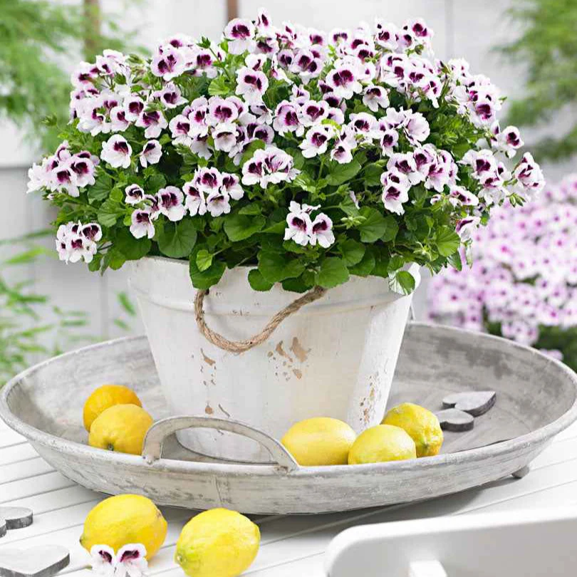 Geranium - Mix 'Mosquitaway Eva' + 'Mosquitaway Lizzy' (x6) - Image 3