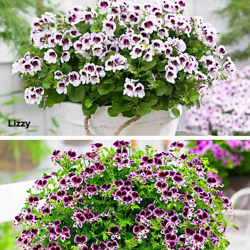 Geranium - Mix 'Mosquitaway Eva' + 'Mosquitaway Lizzy' (x6) - Image 4