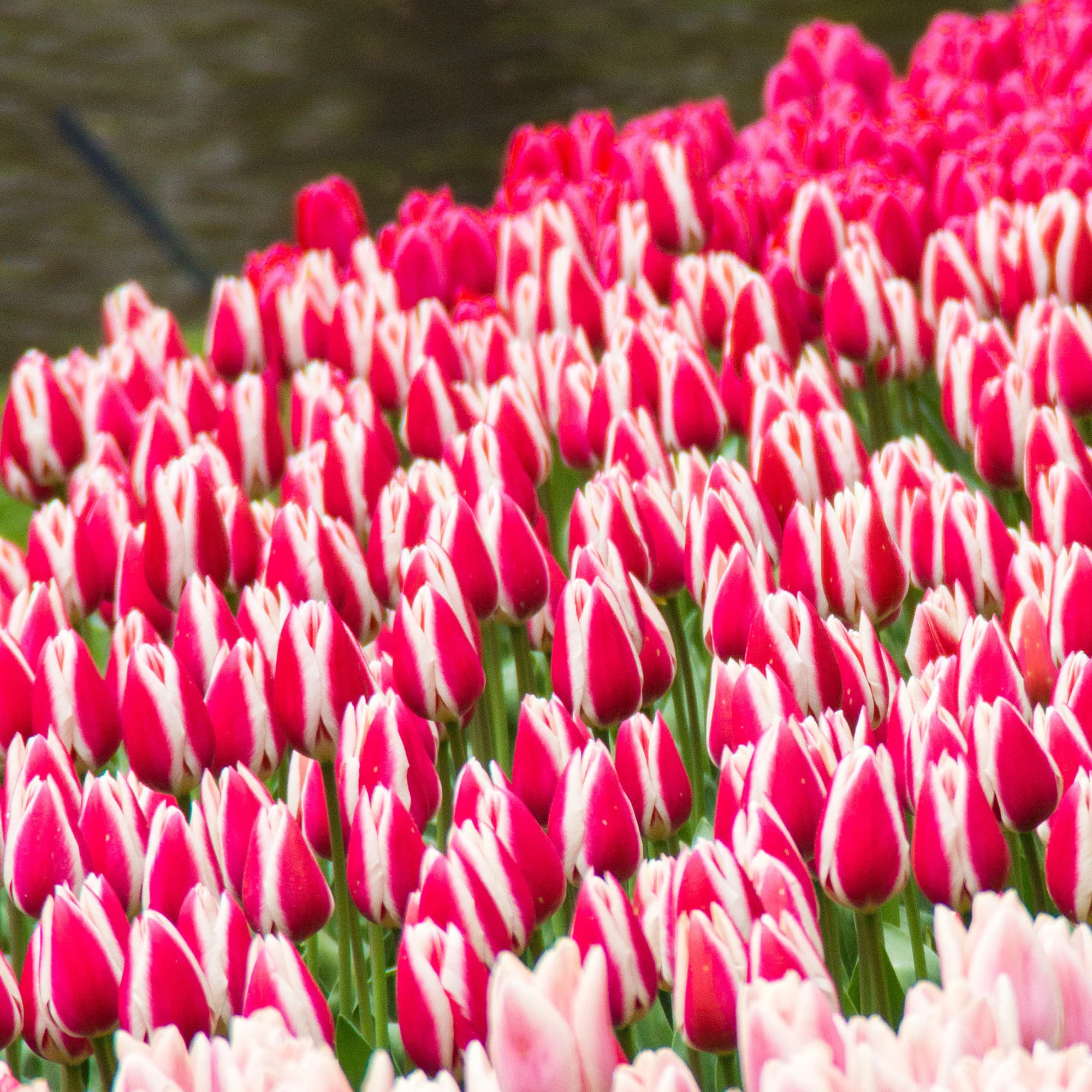 8 Darwintulpen Candy Apple Delight