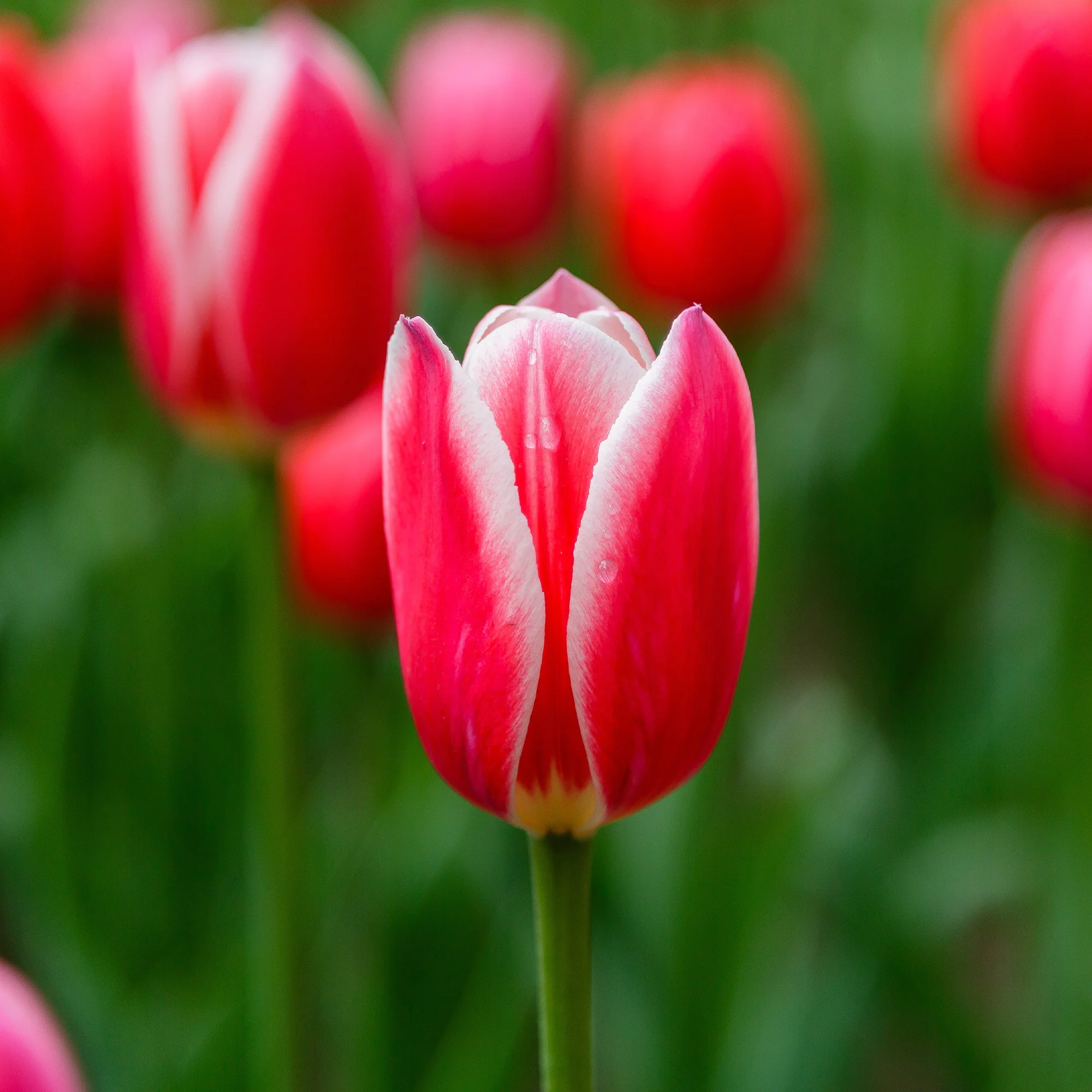 8 Darwintulpen Candy Apple Delight - Image 3