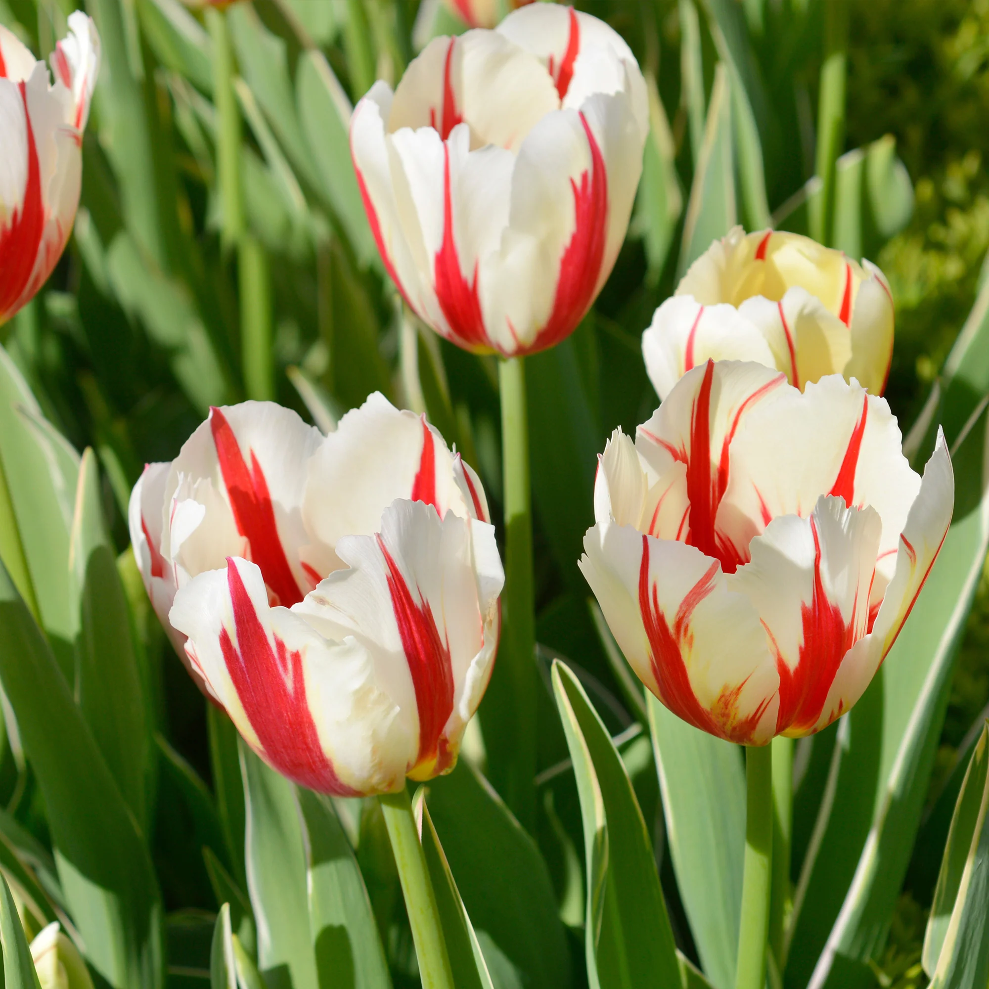 8 Tulpen Love Circle - Image 3