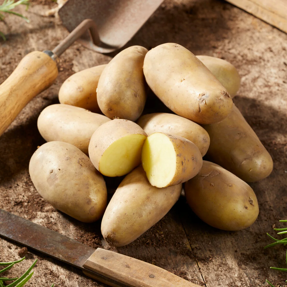 Aardappel 'Amandine' (x25) - Image 3