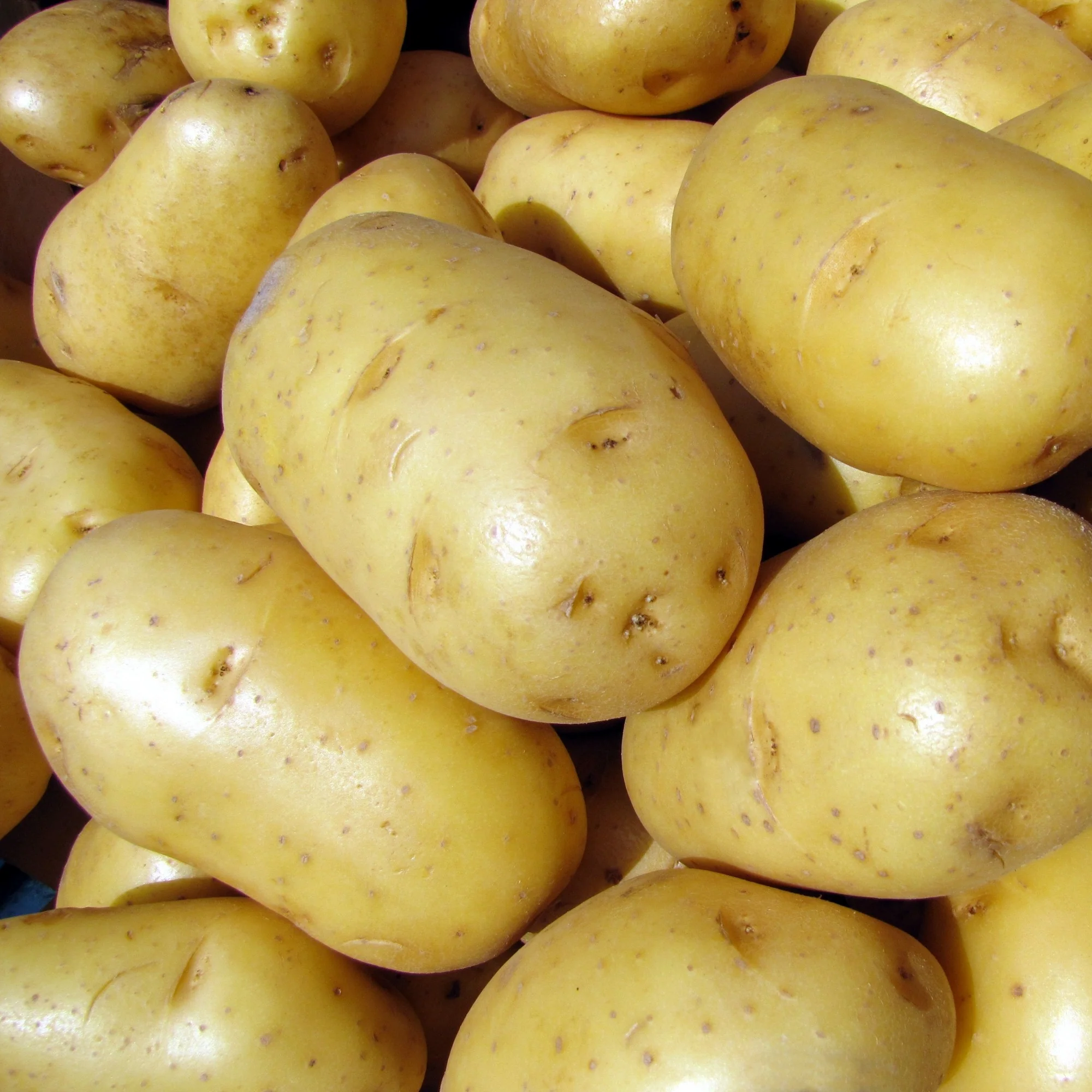 Aardappel 'Bindje' - Image 2