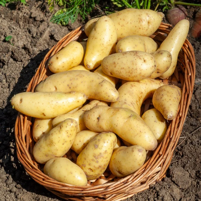 Aardappel 'Ratte' (x25) - Image 3