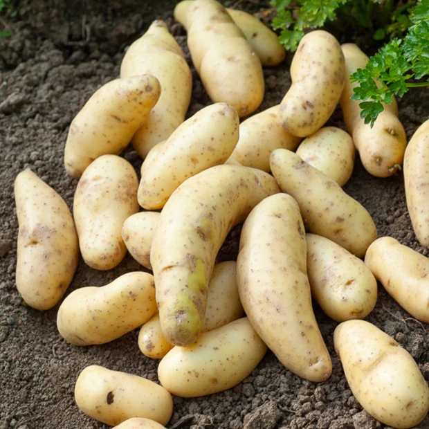 Aardappel 'Ratte' (x25) - Image 4
