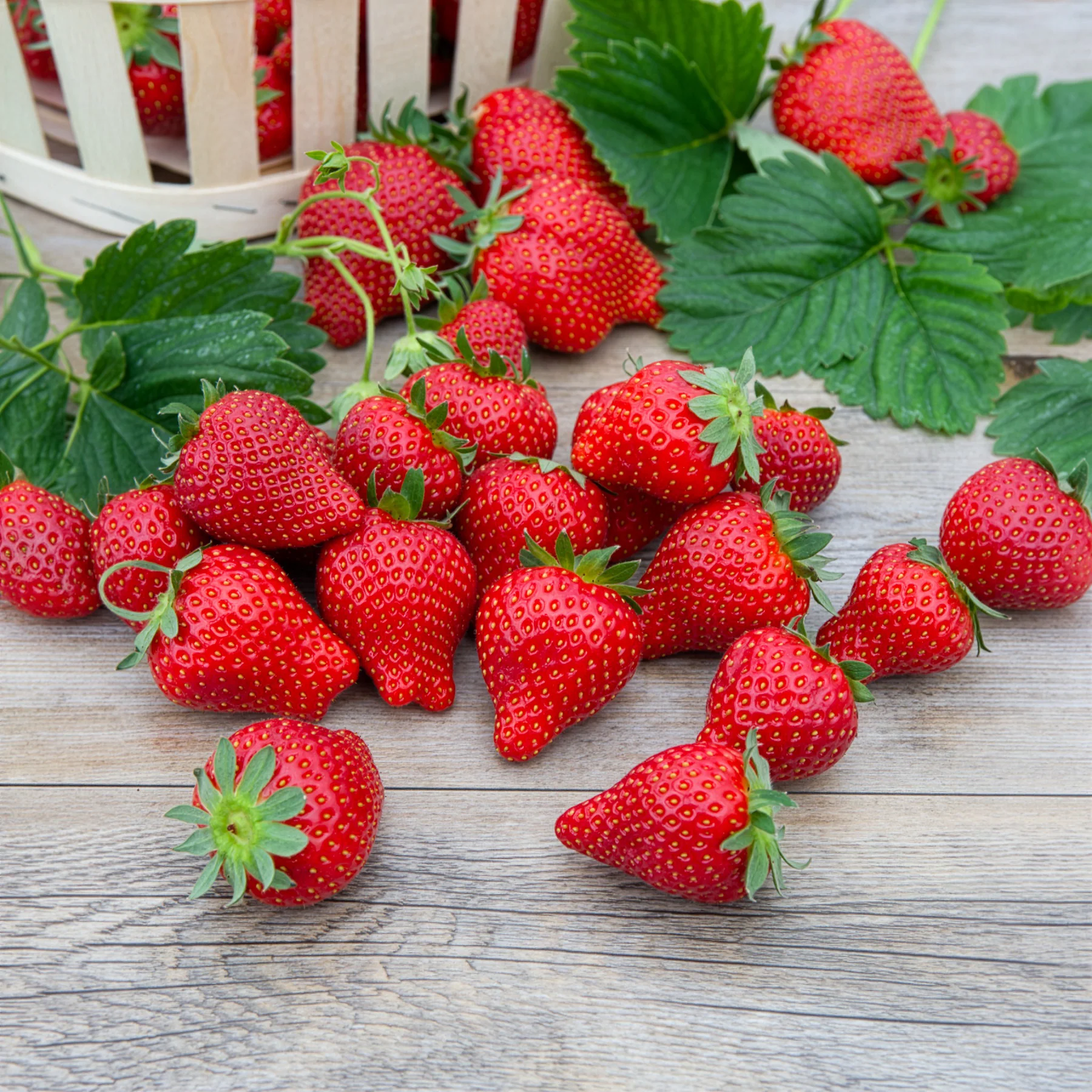 Aardbei 'Magnum' - Image 3
