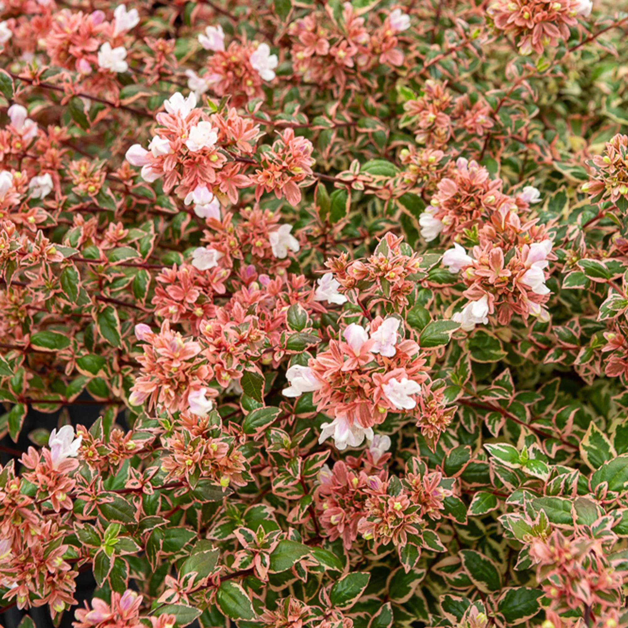 Abelia grandiflora Magic Daydream®