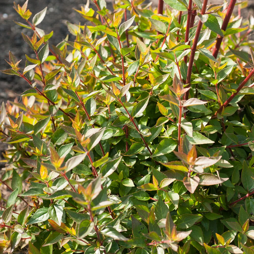 Abelia Sherwood - Image 3