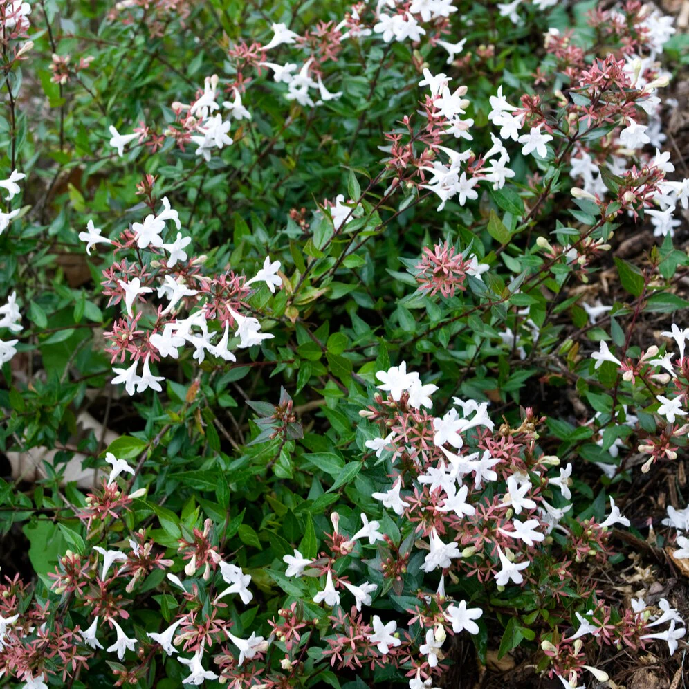Abelia Sherwood - Image 4