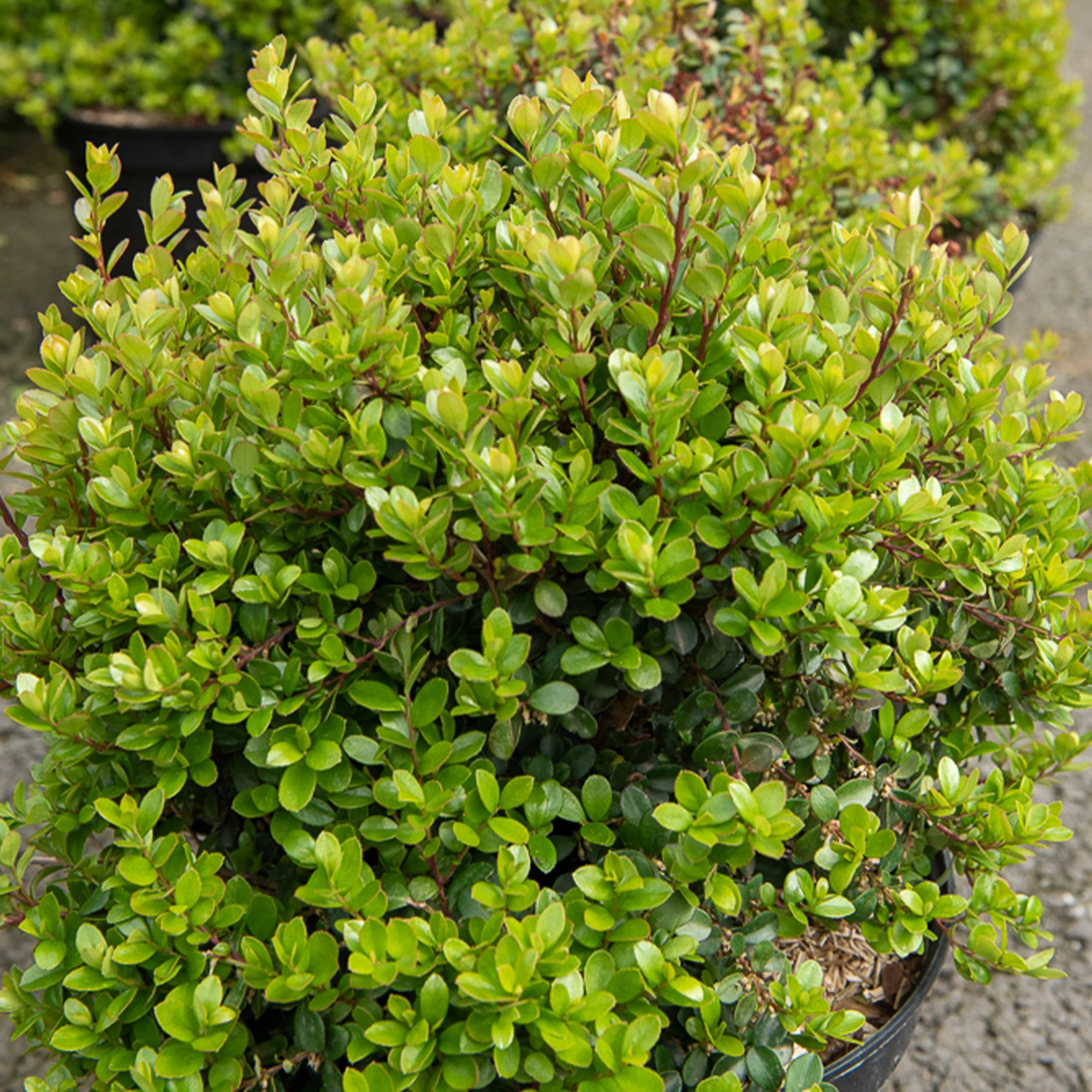 Afrikaanse buxus