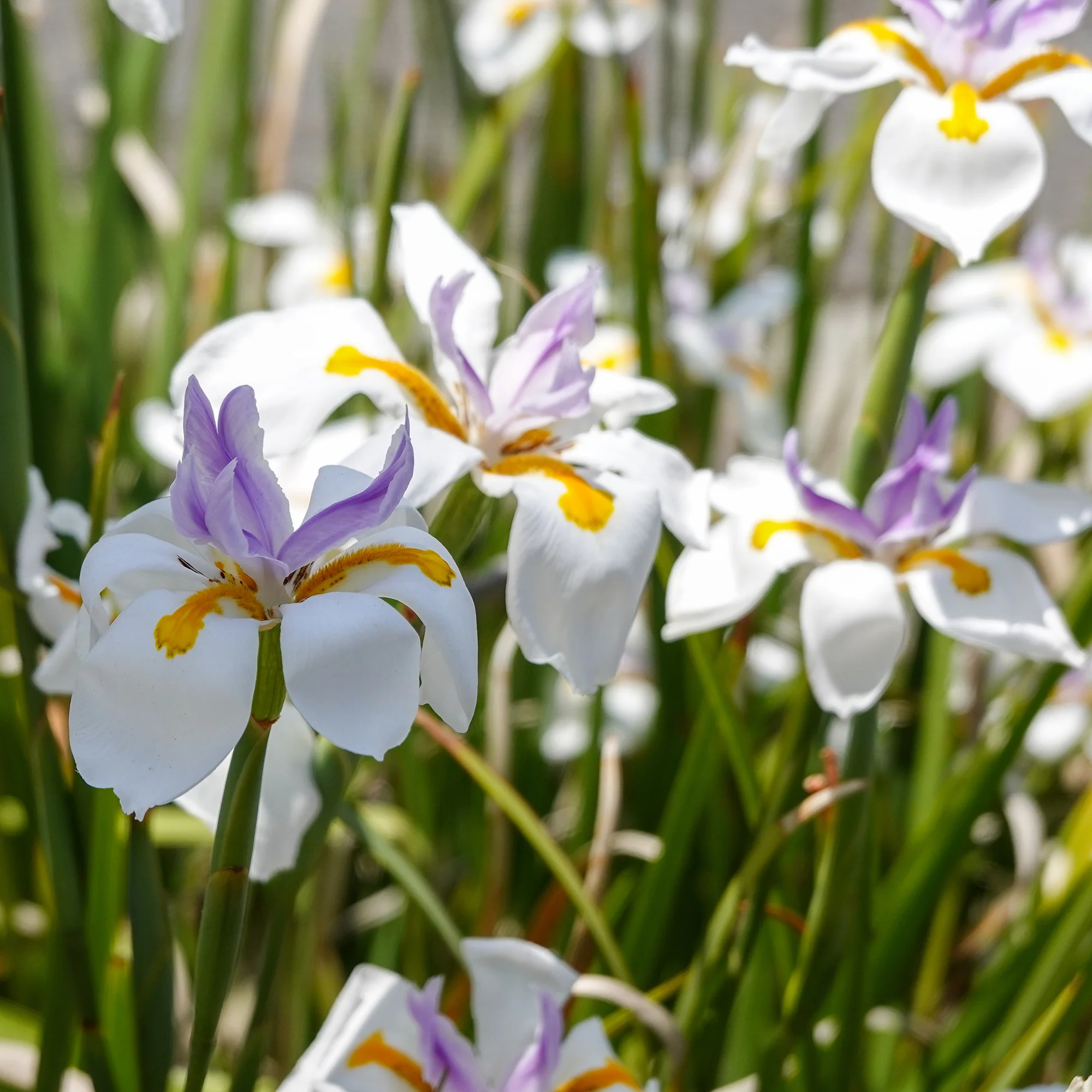Afrikaanse iris