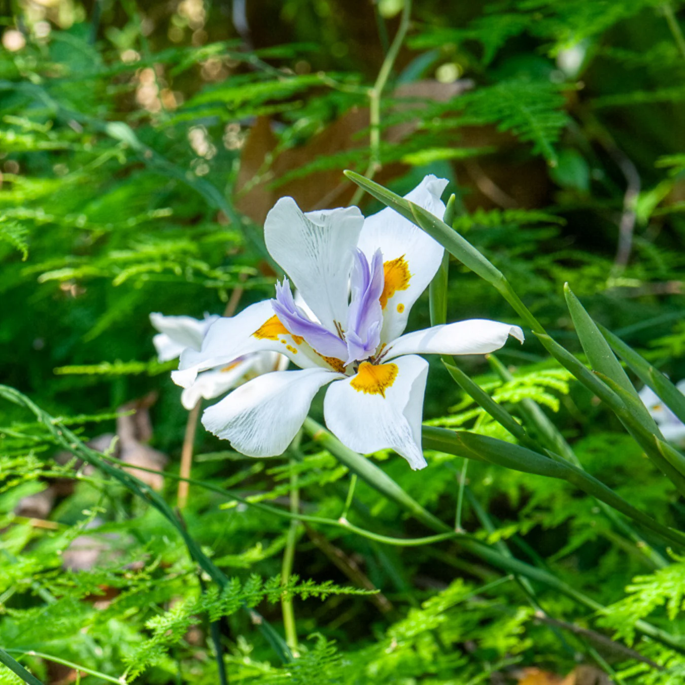 Afrikaanse iris - Image 2