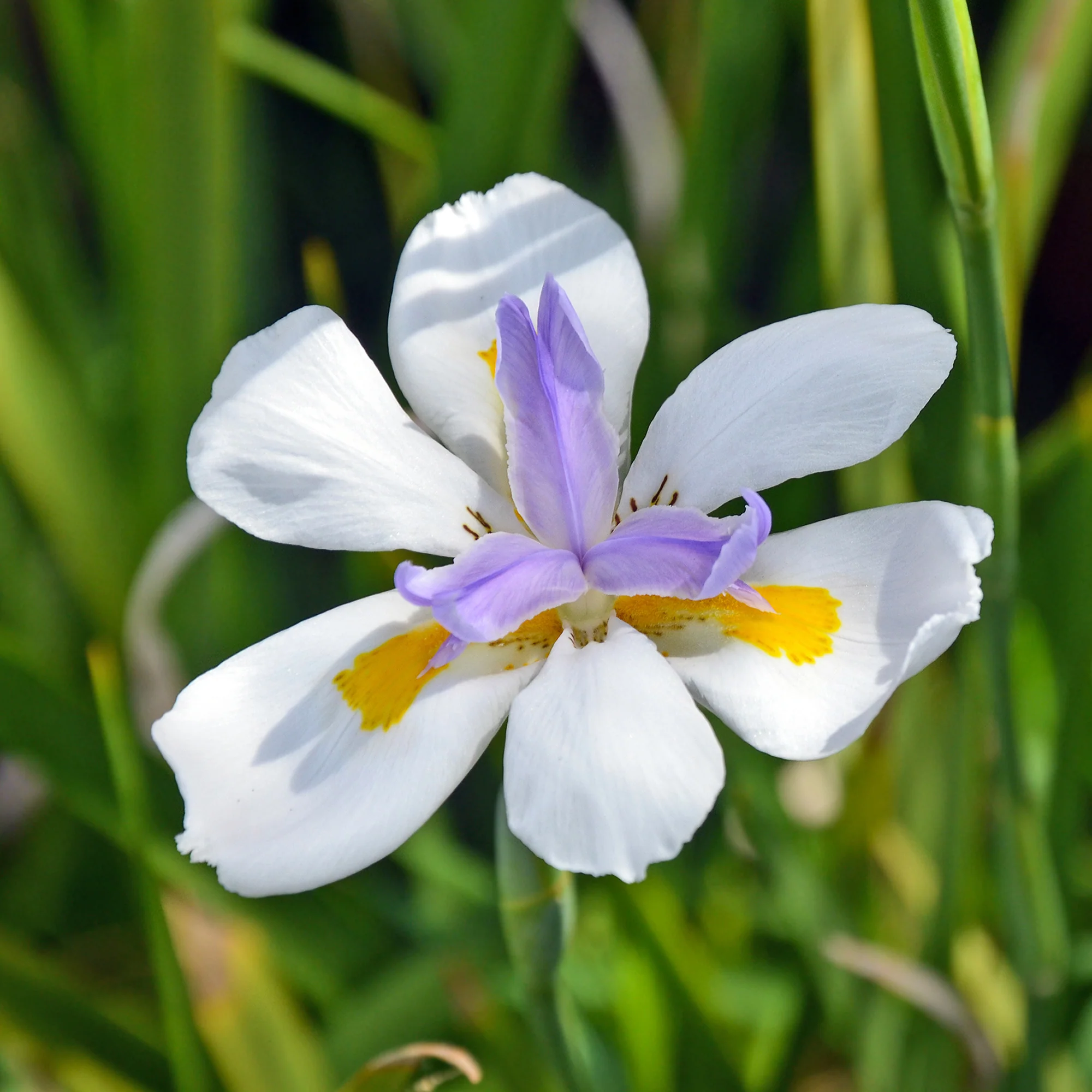 Afrikaanse iris - Image 3