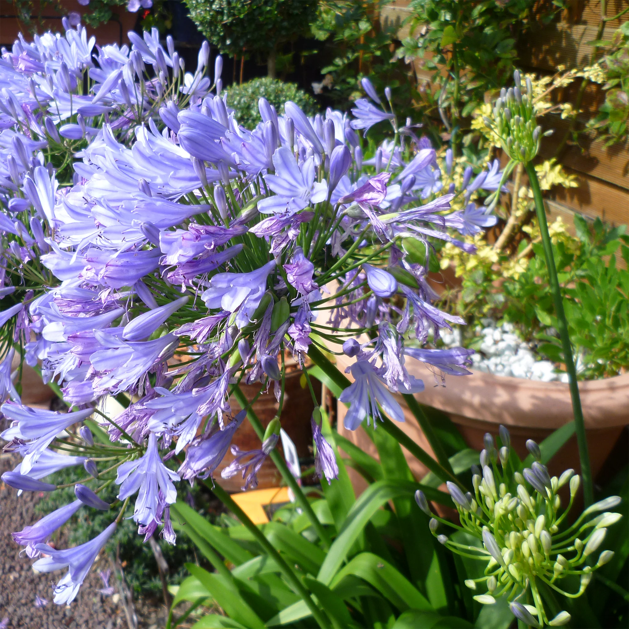 Afrikaanse lelie 'Blue Infinity® Panaga'
