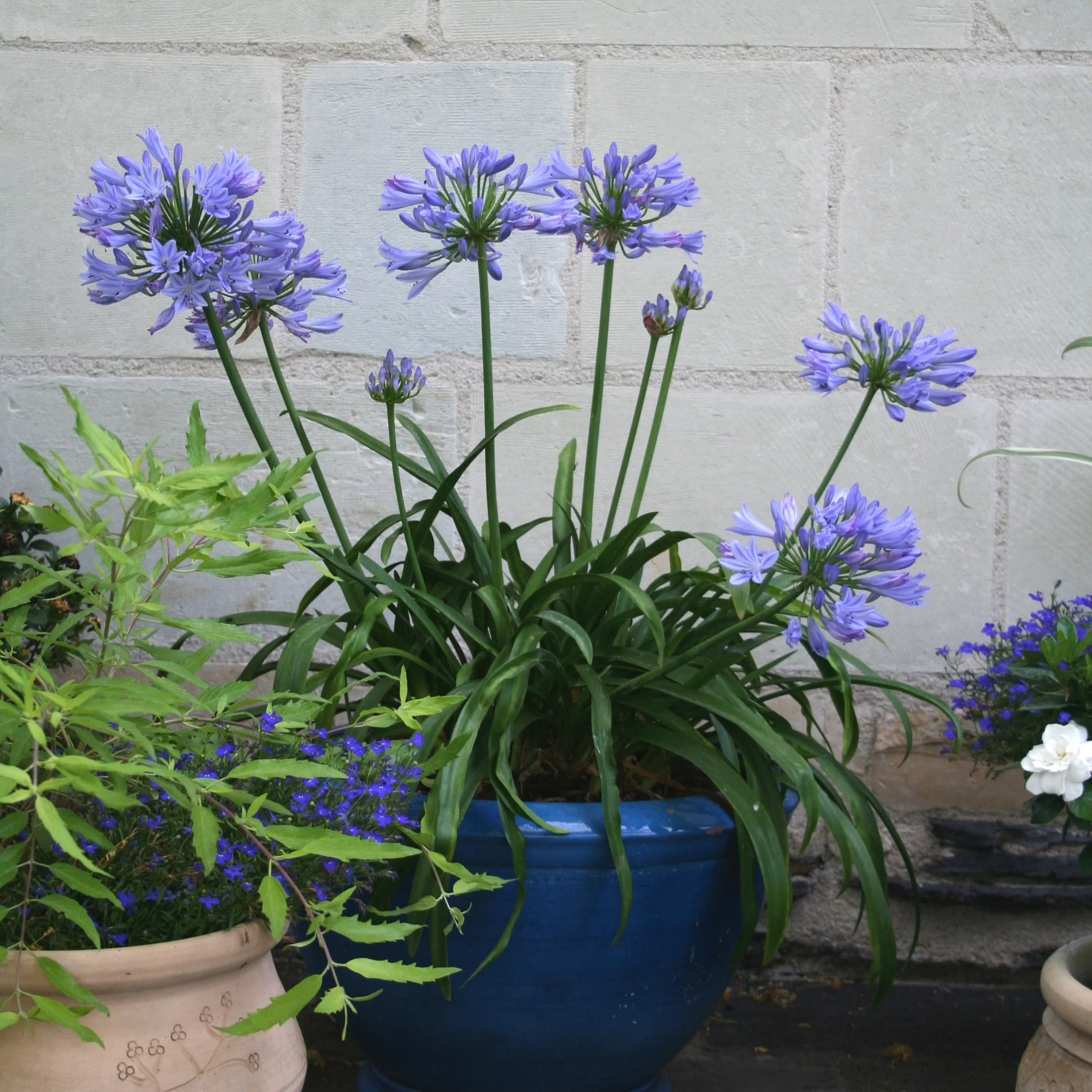 Afrikaanse lelie 'Pitchoune Blue'