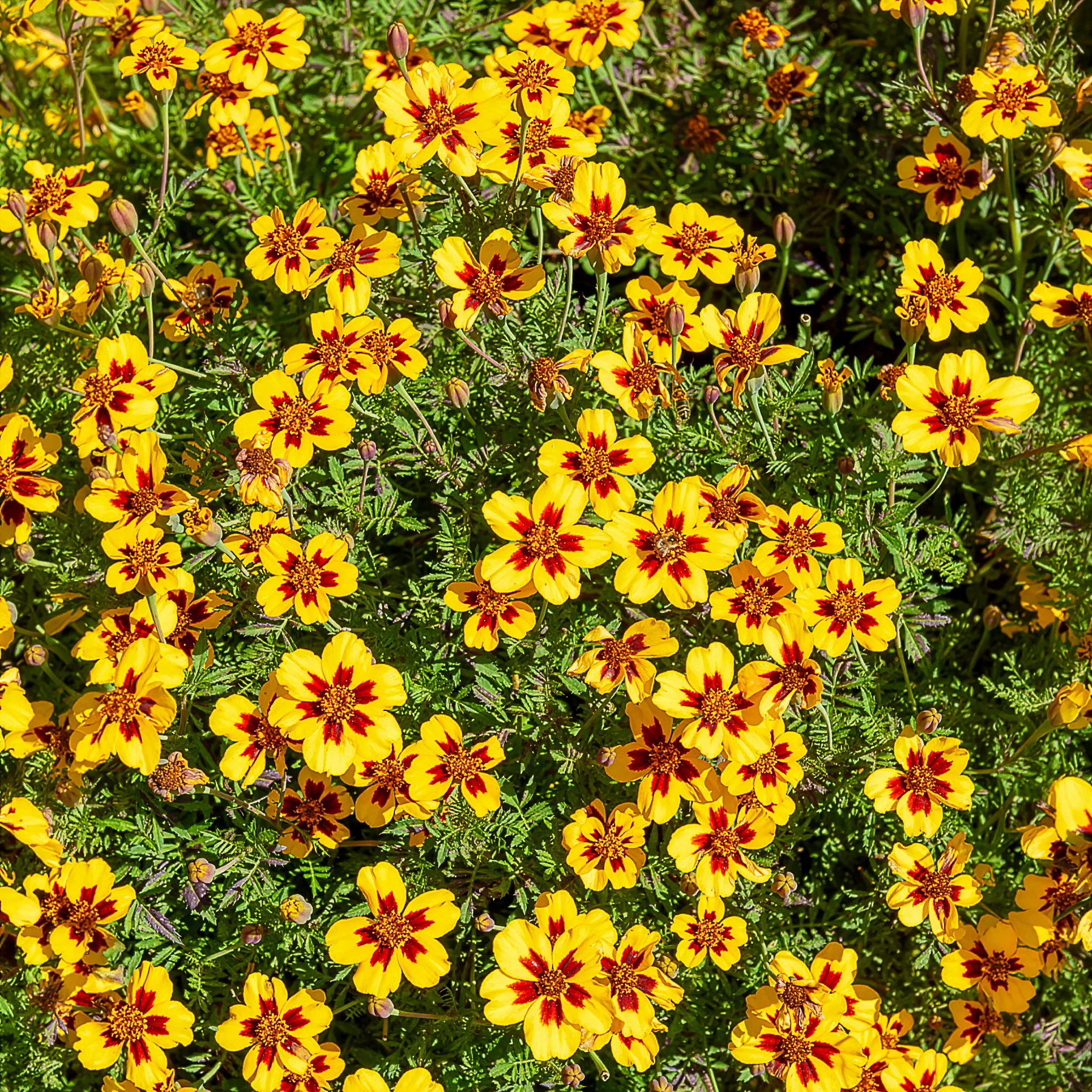 Miniatuur 1